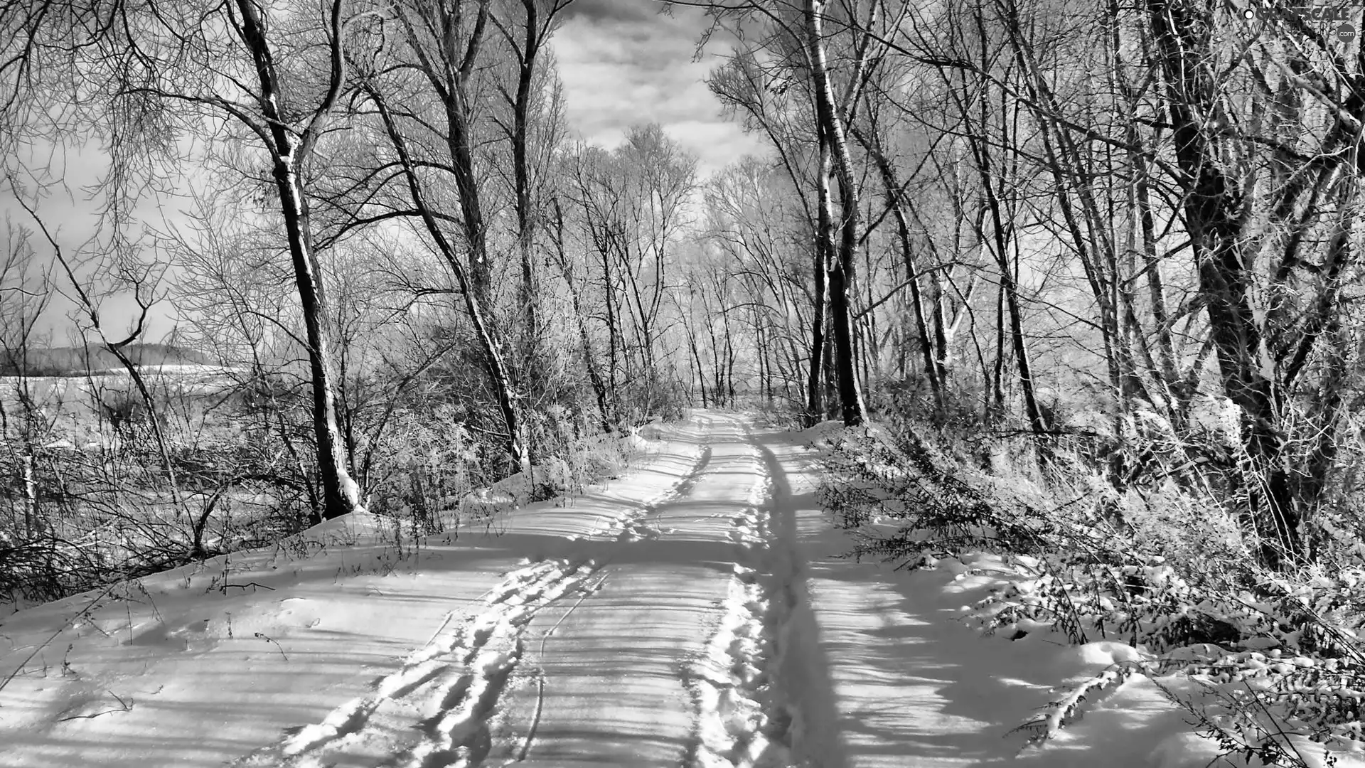 snow, winter, trees, viewes, Way