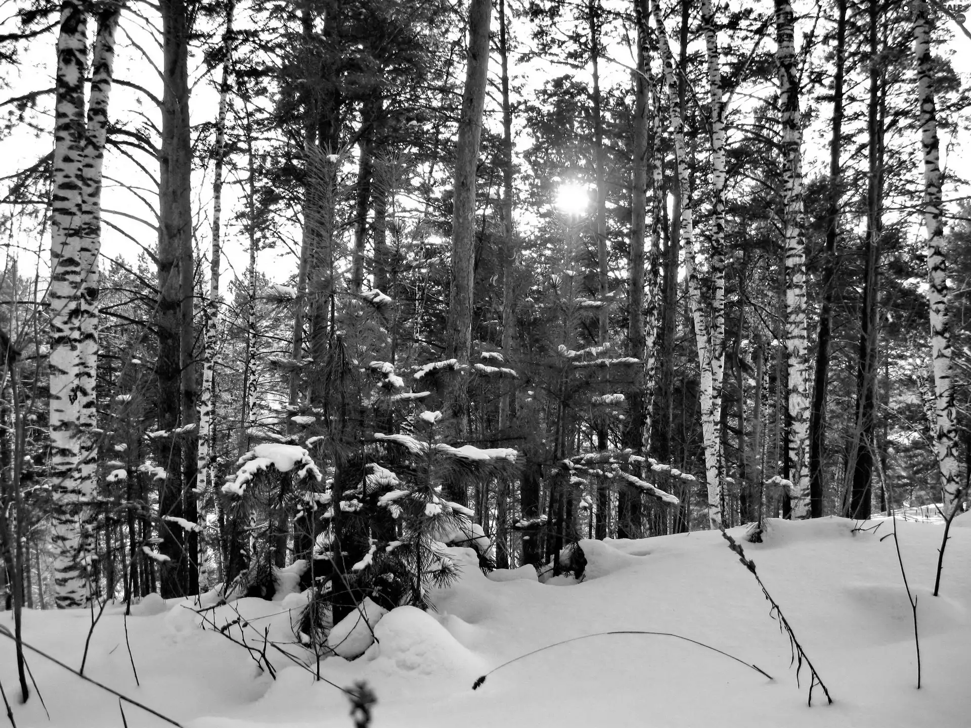 snow, winter, sun, forest, west