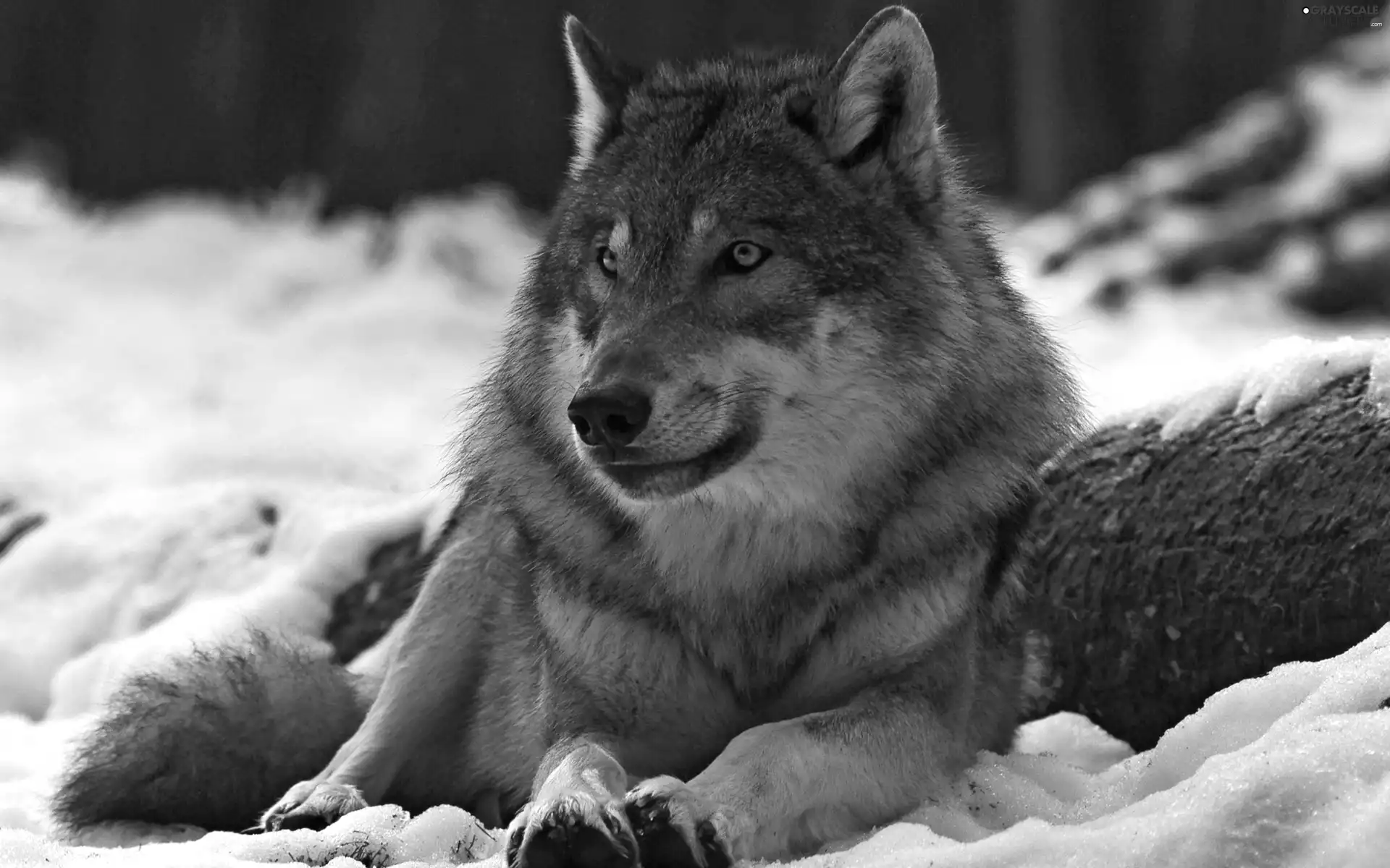 Wolf, snow