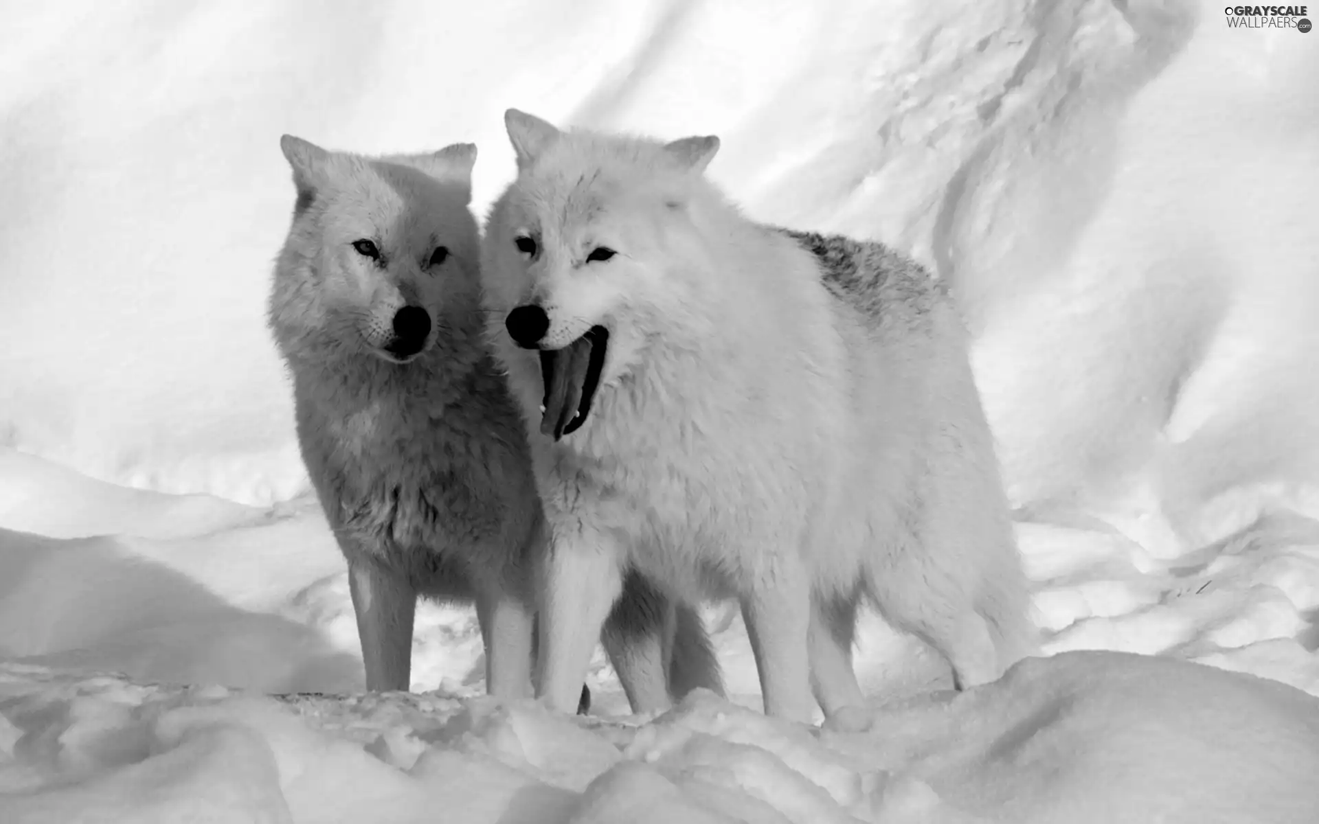 wolves, snow