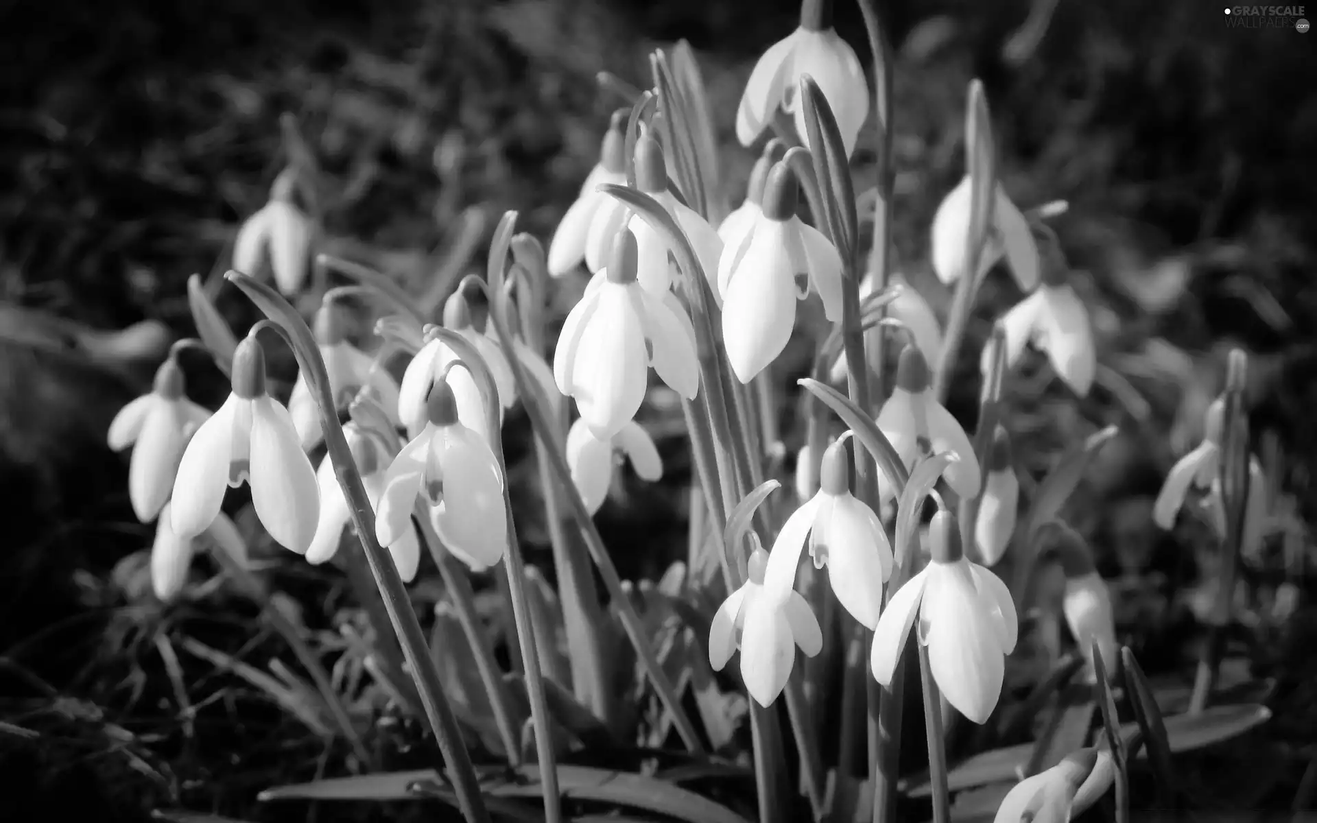 snowdrops