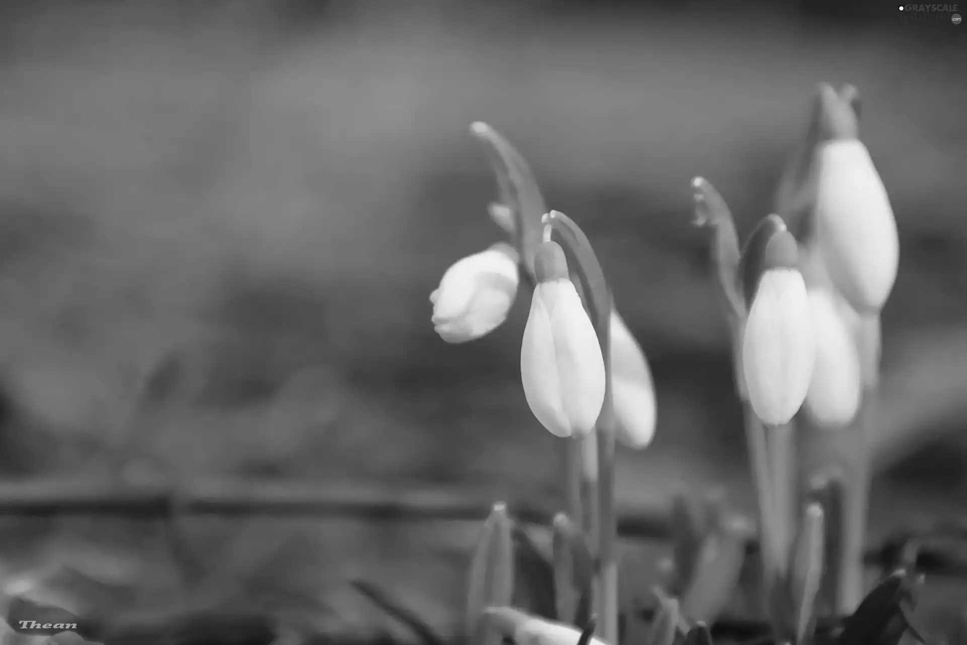 snowdrops
