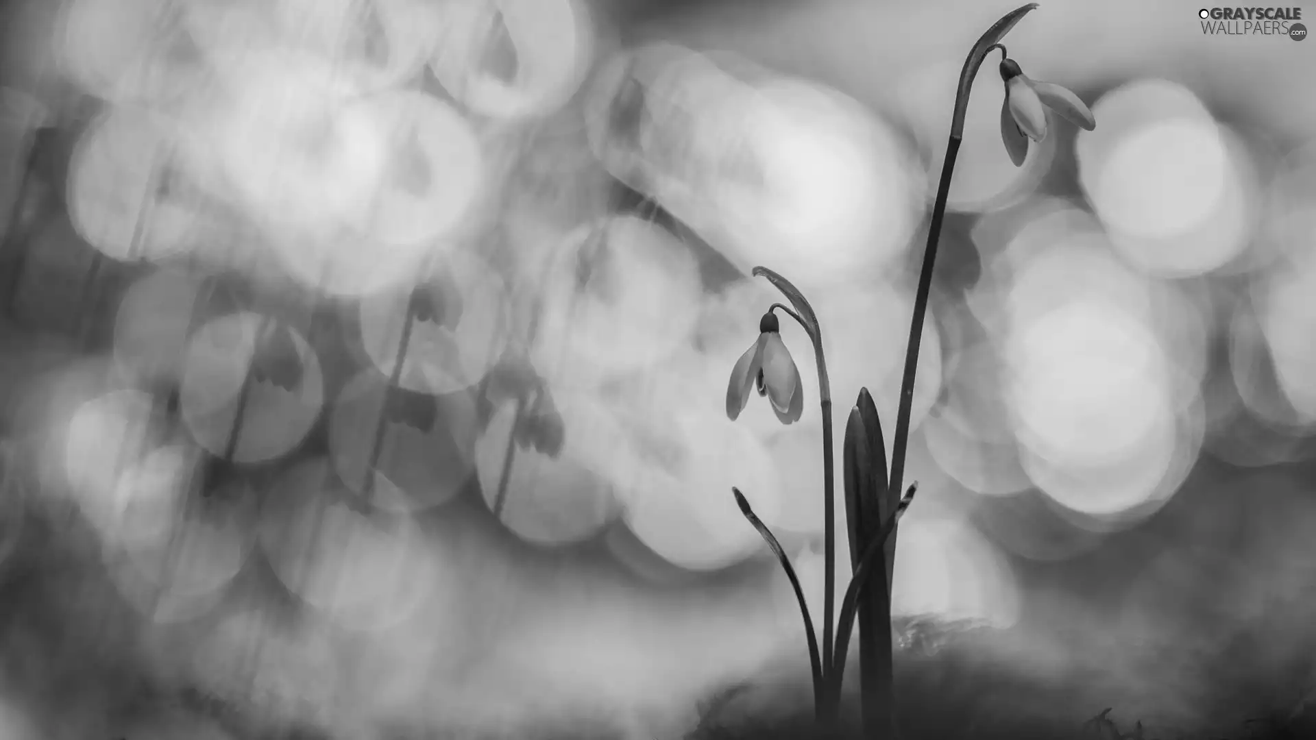 Flowers, snowdrops, Bokeh, Two cars