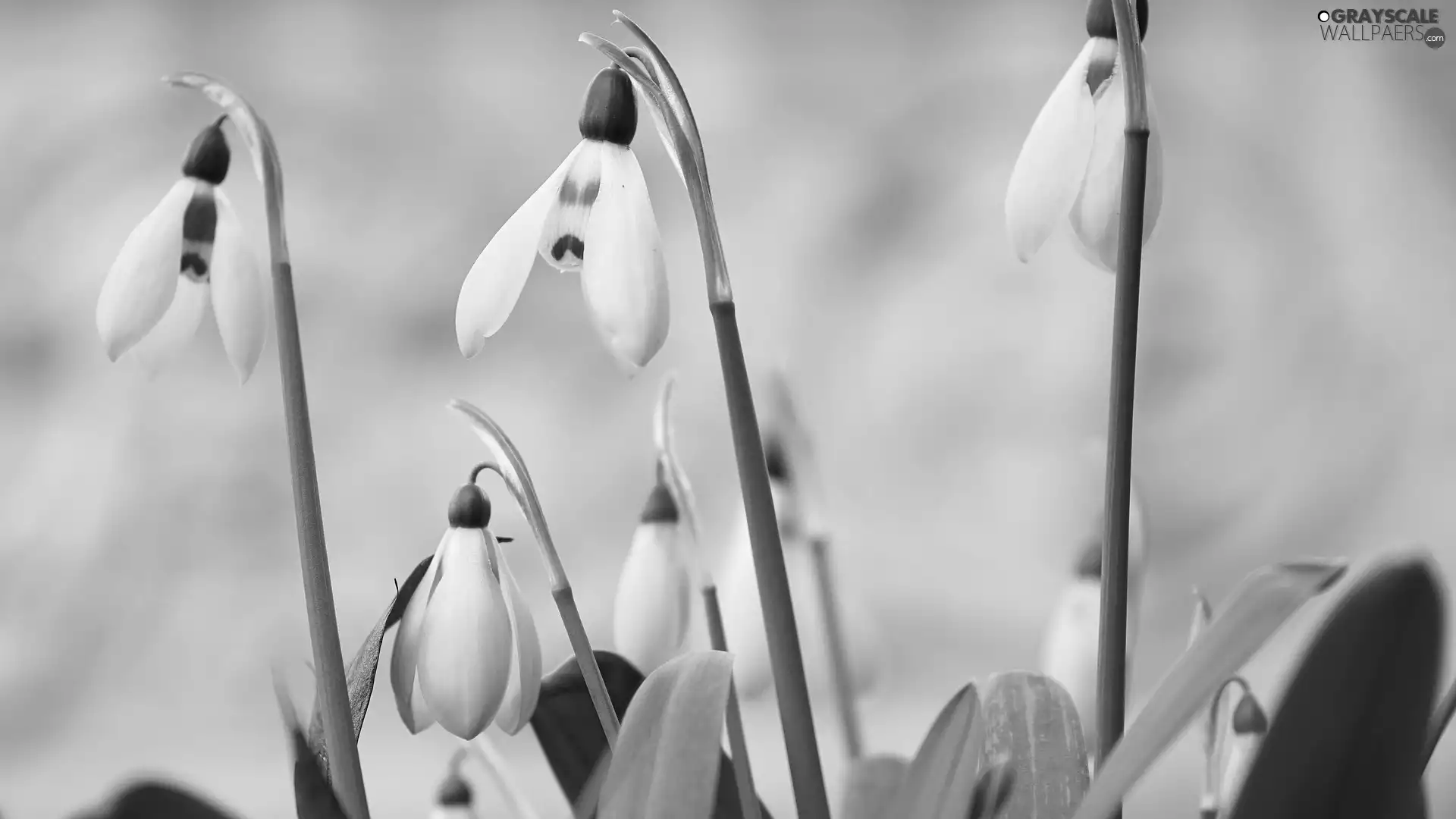 flourishing, snowdrops