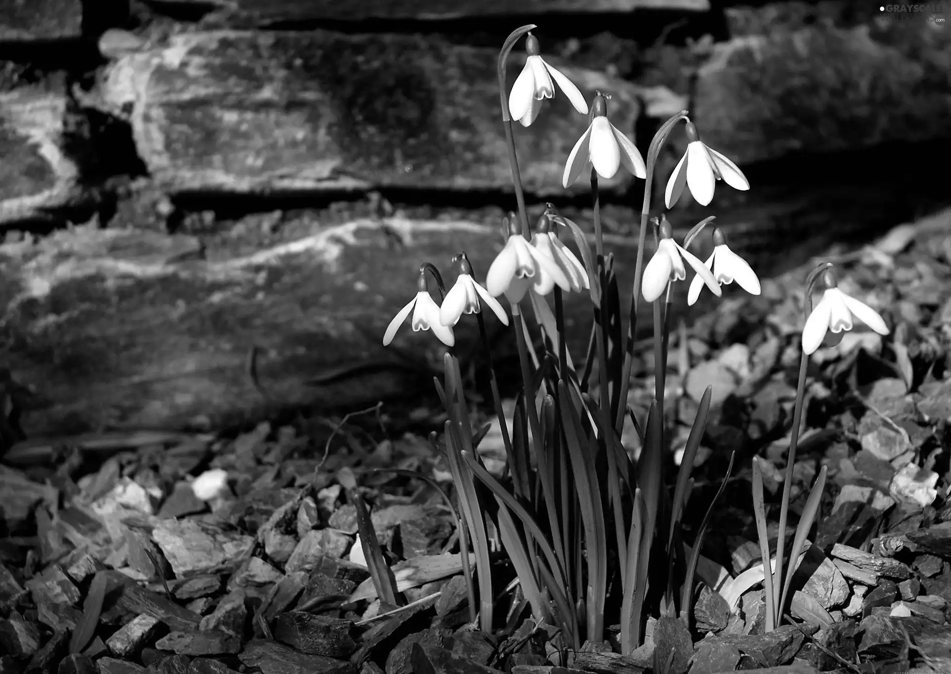 snowdrops, Spring, Flowers