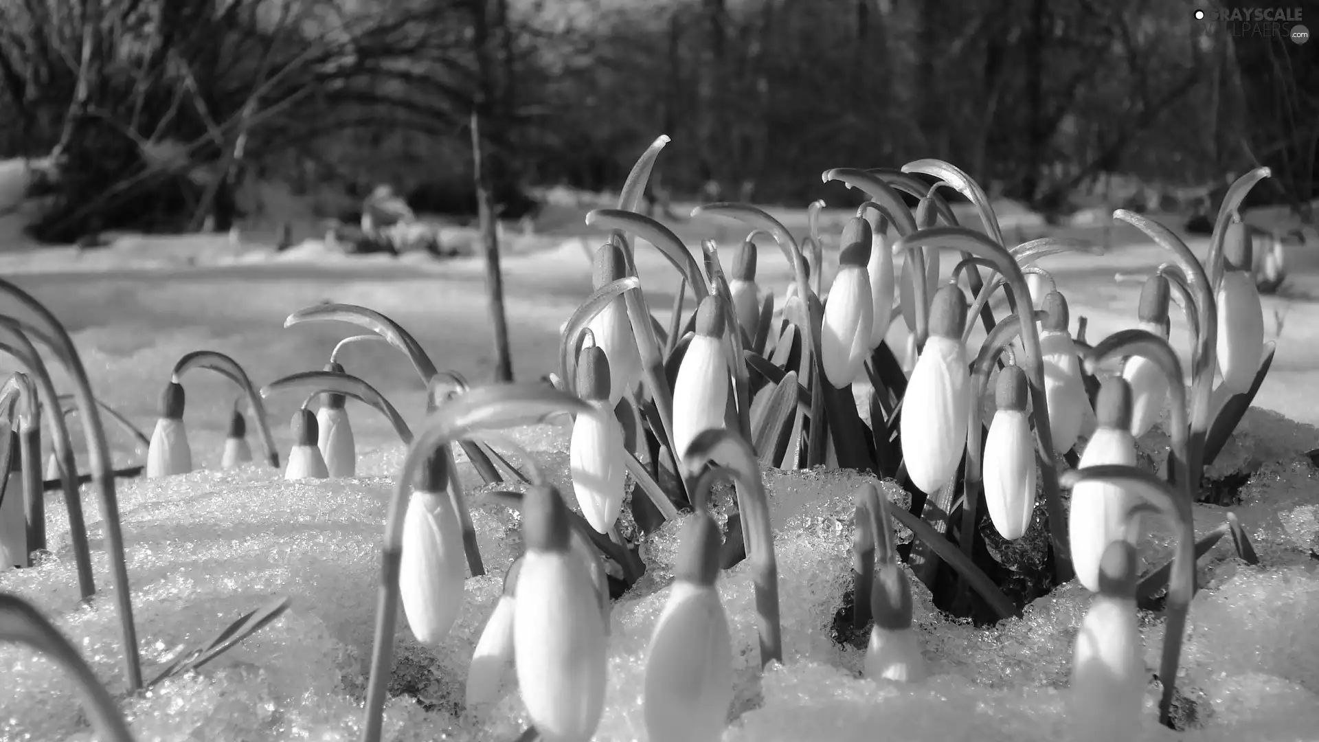 snow, snowdrops