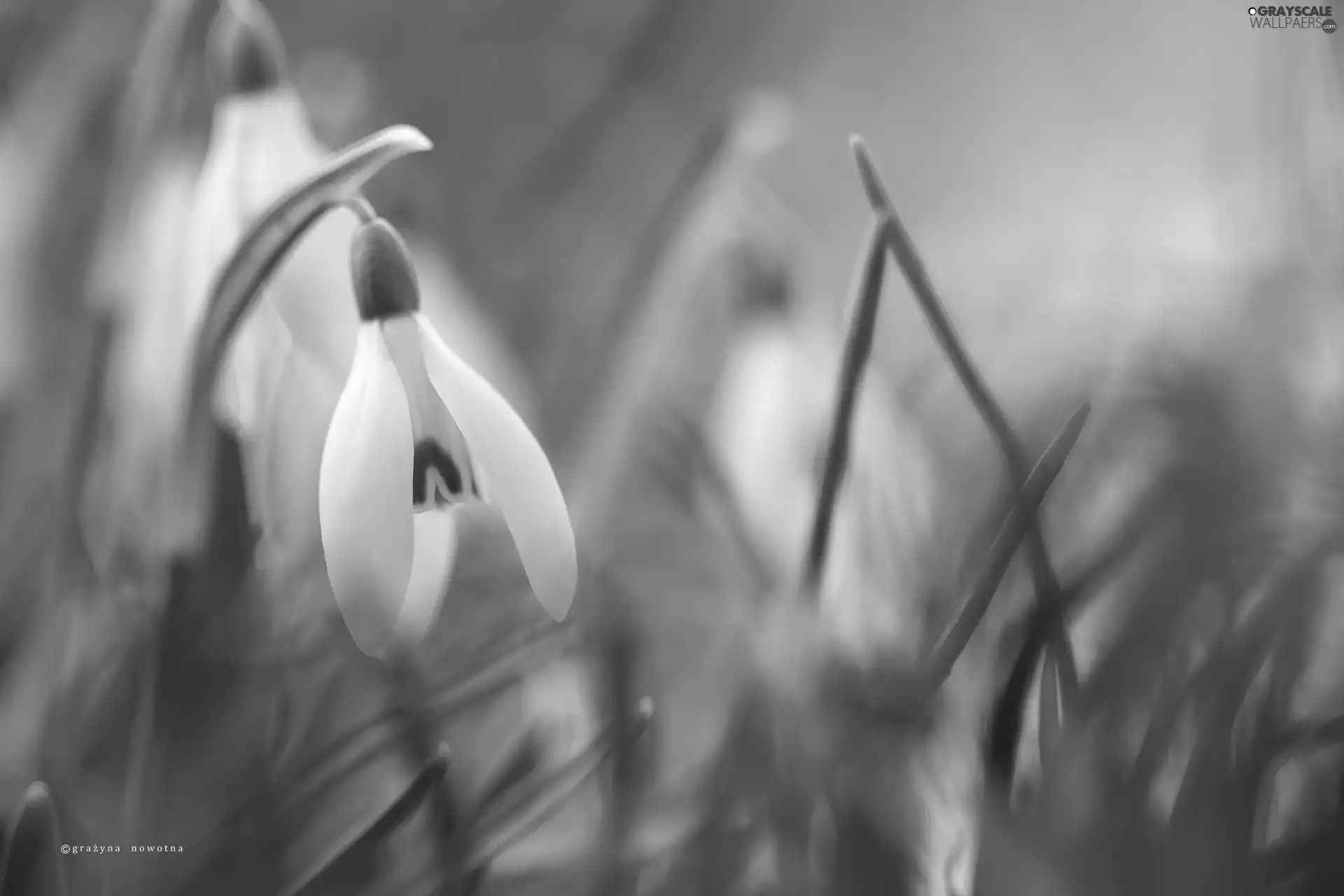 White, snowdrops