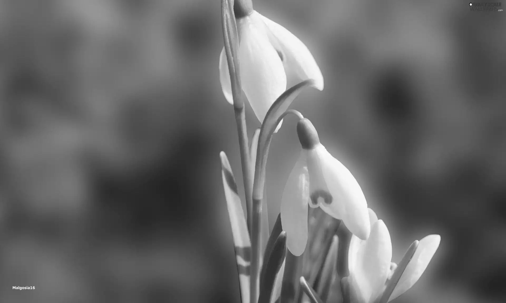 snowdrops, Flowers, White