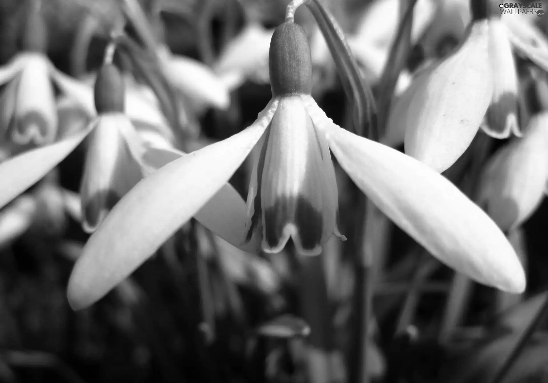 White, snowdrops