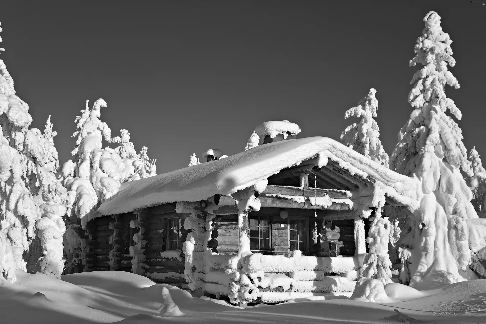 trees, winter, snowy, house, viewes, Snowy