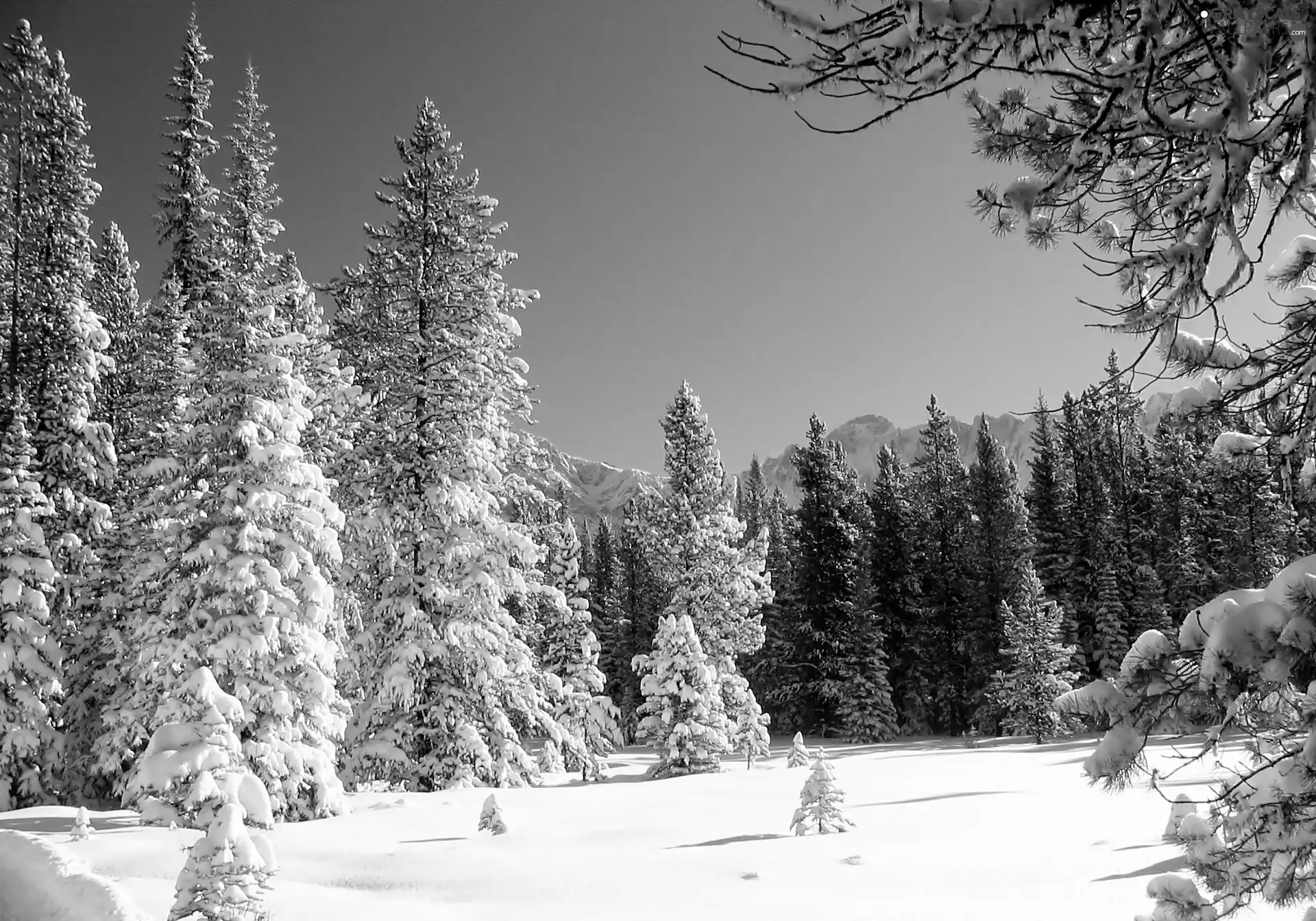 Snowy, Spruces, forest, Mountains, winter