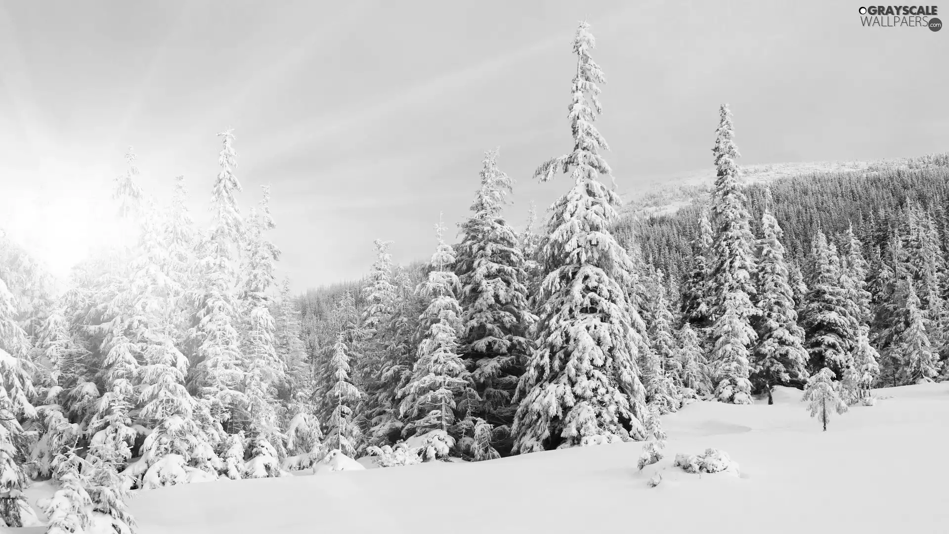 Spruces, rays of the Sun, Snowy