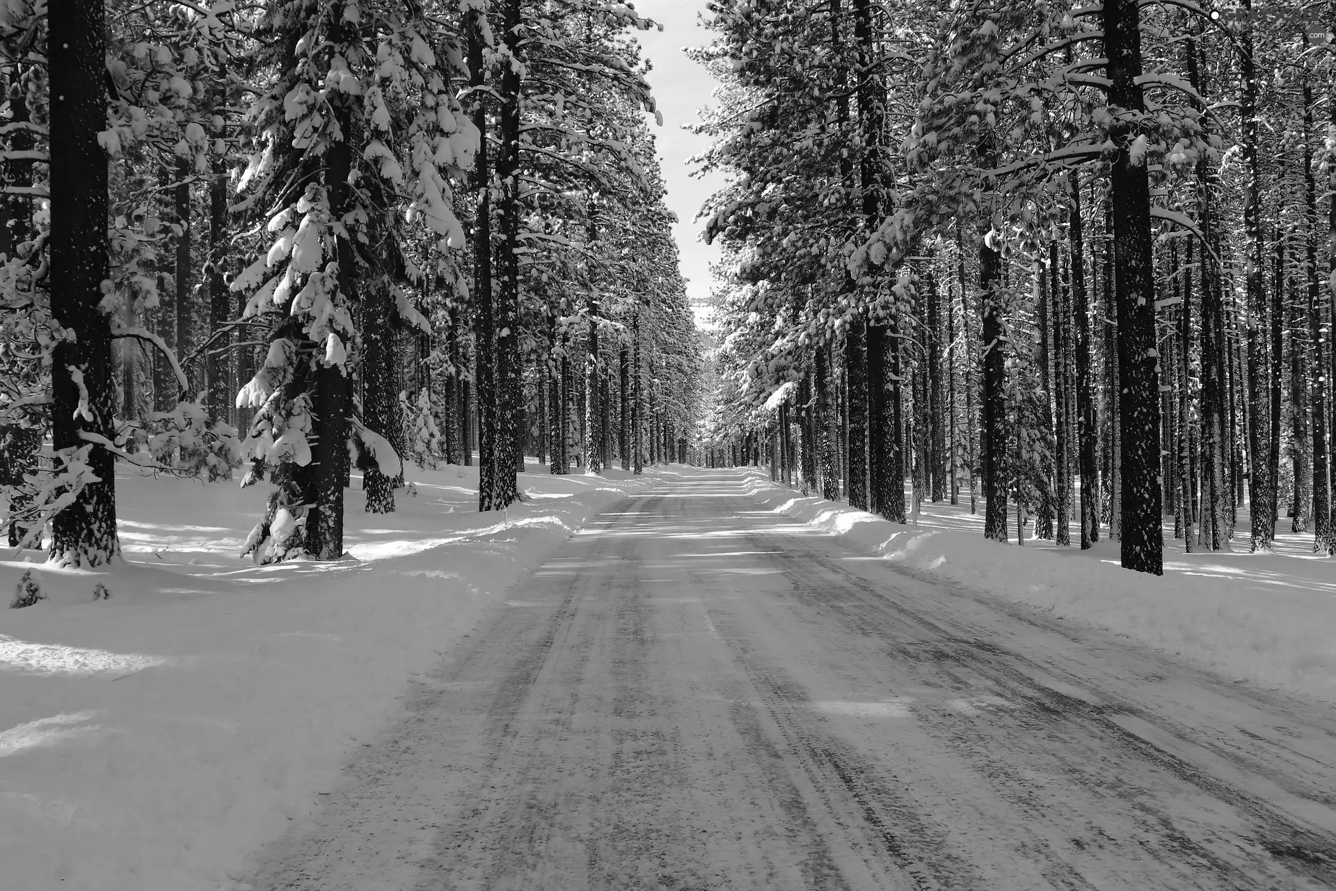 Way, forest, trees, snowy, winter, snow, viewes