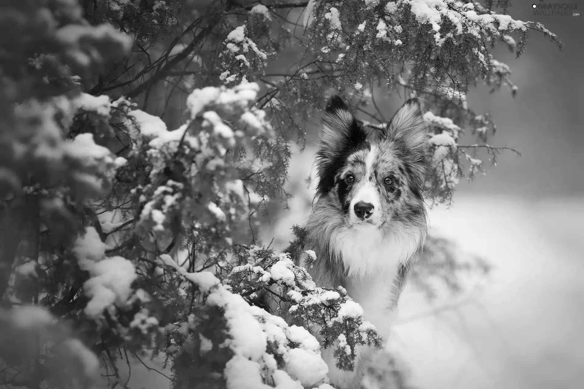 dog, Snowy, Twigs, Border Collie