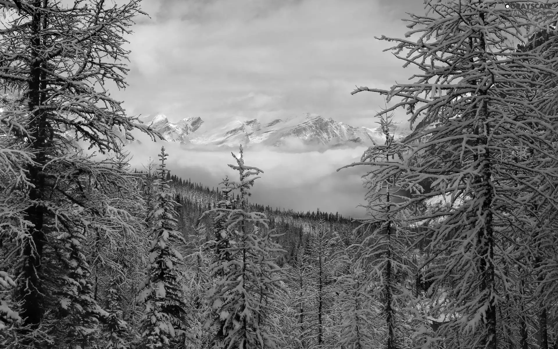 snow, Fog, viewes, forest, trees, Mountains, winter, Snowy