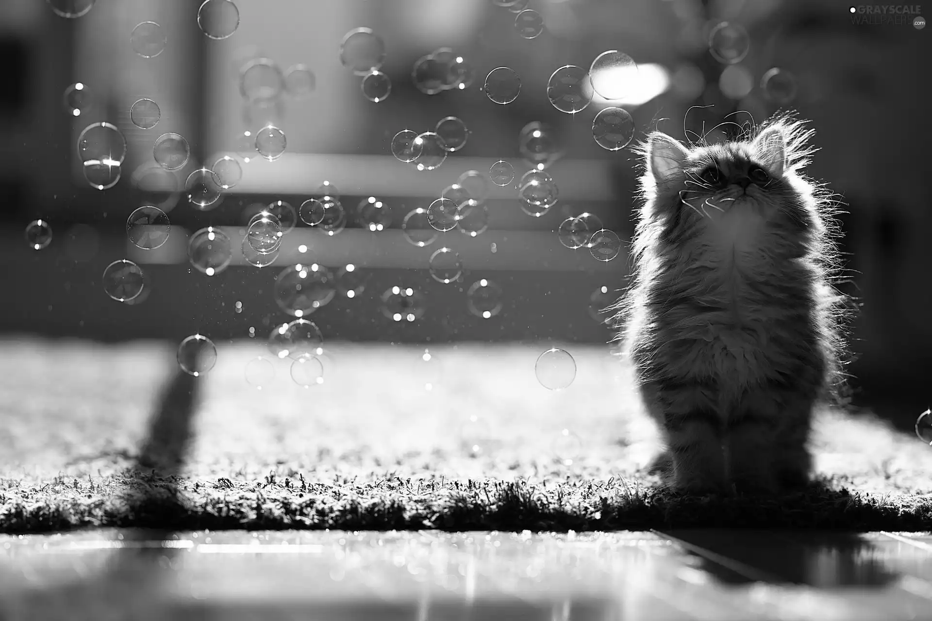 kitten, interesting eyes, soap, carpet