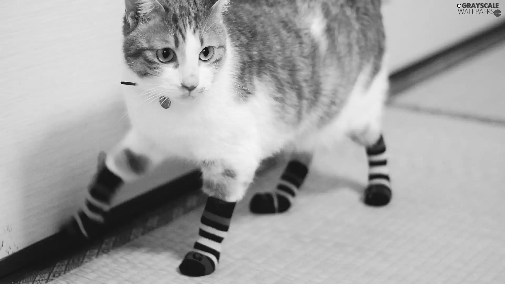 kitten, socks