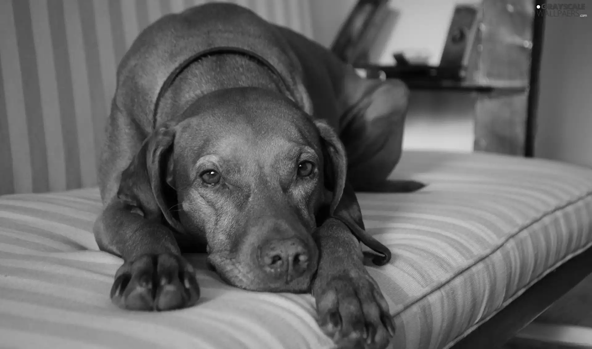 Sofa, dog, Blohormer