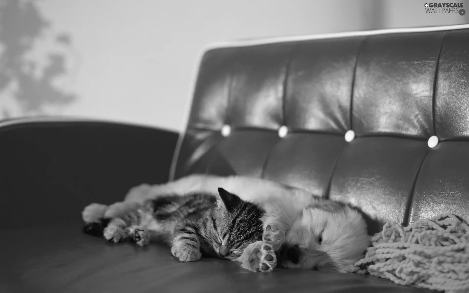 cat, red hot, Sofa, dog