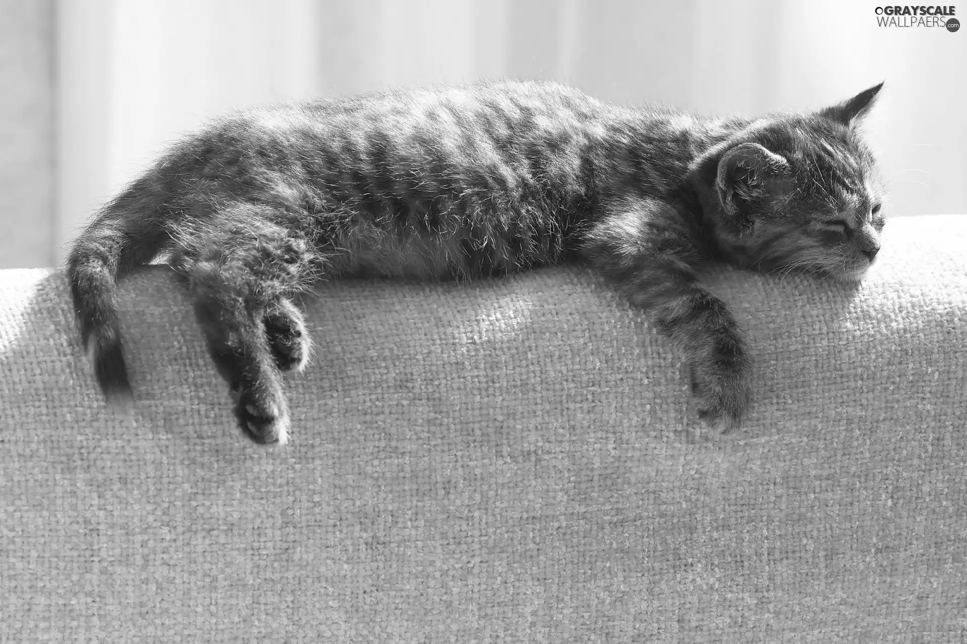 Sofa, sleepy, cat