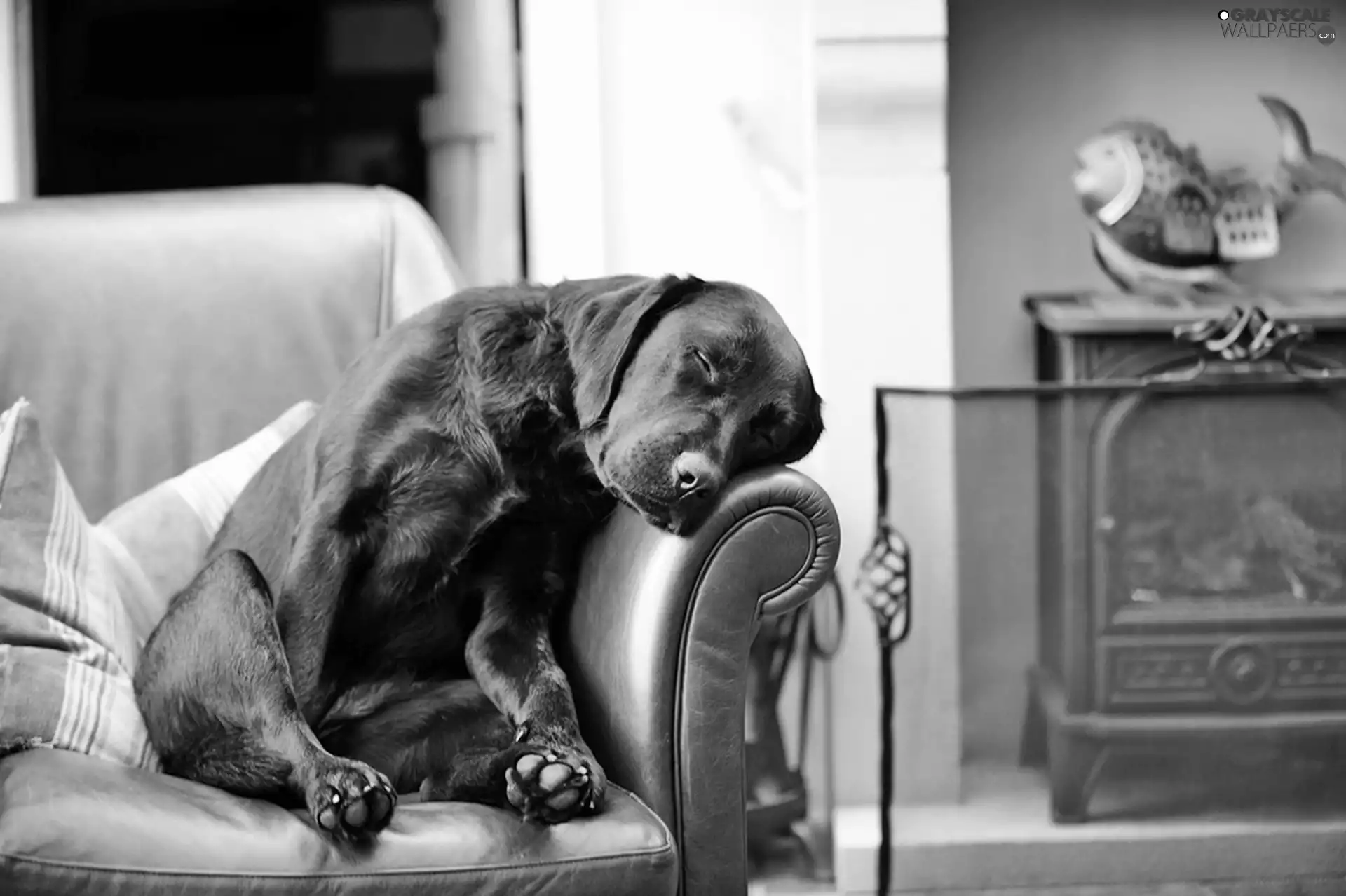dog, Sofa