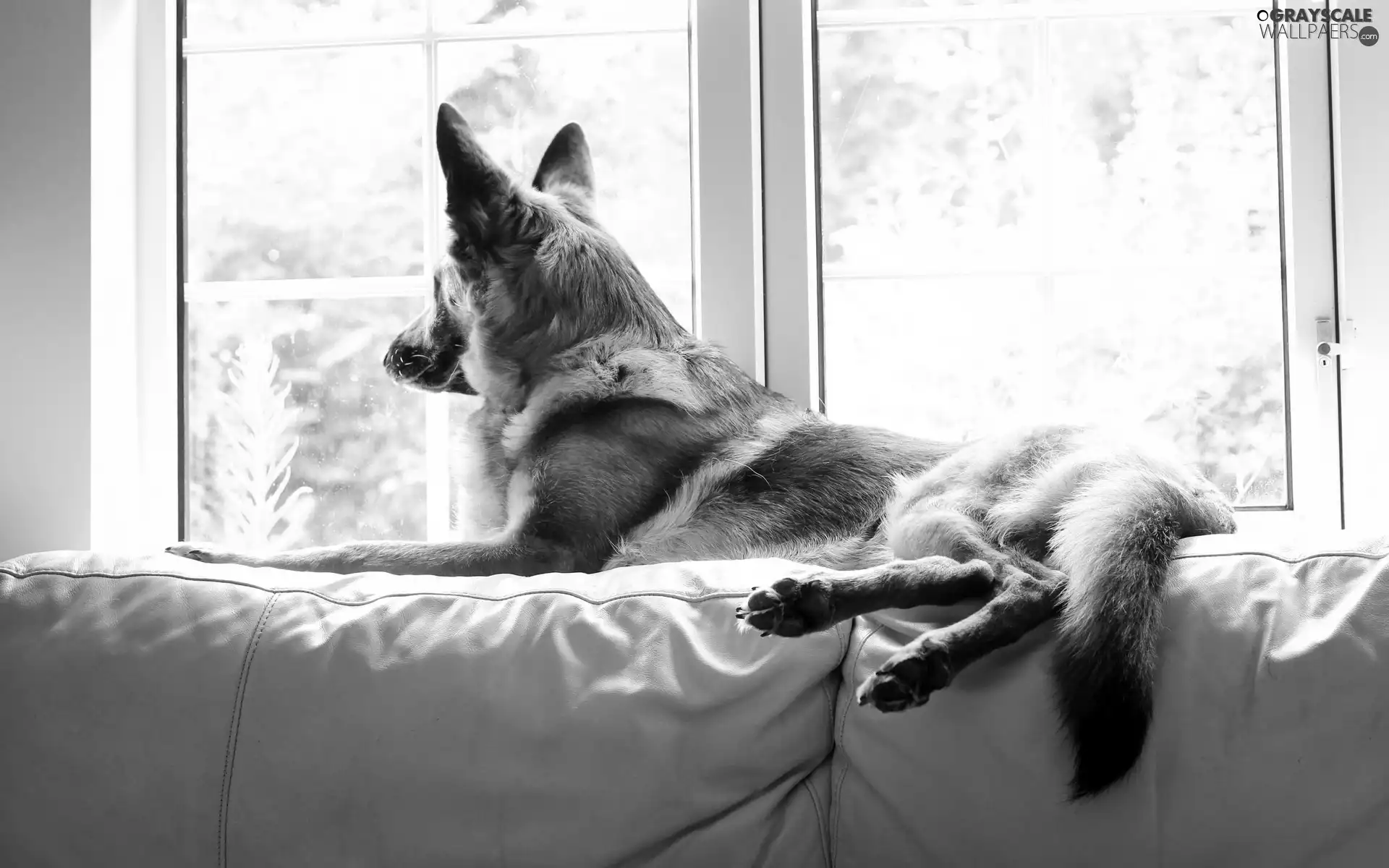 sheep-dog, Window, Sofa, german