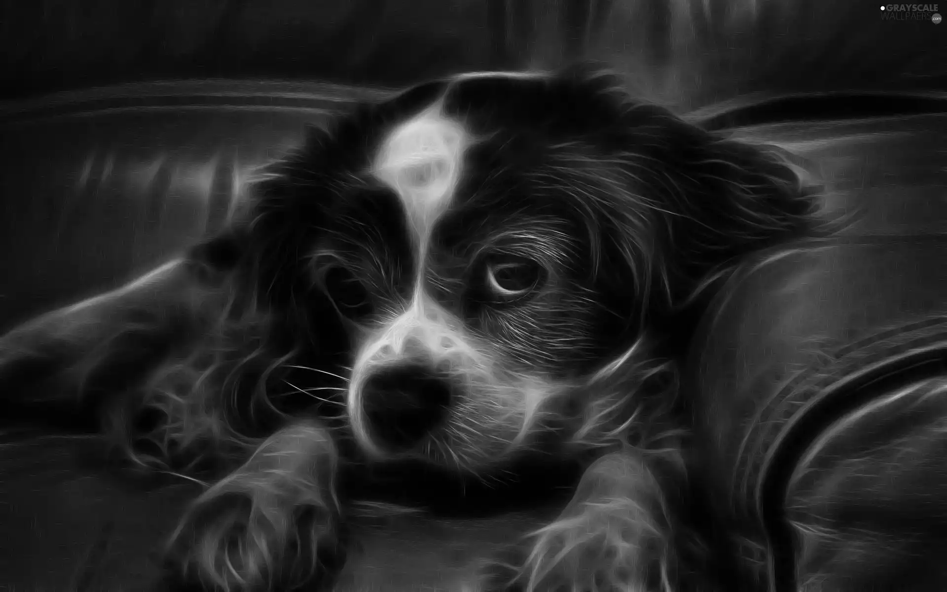 dog, Sofa