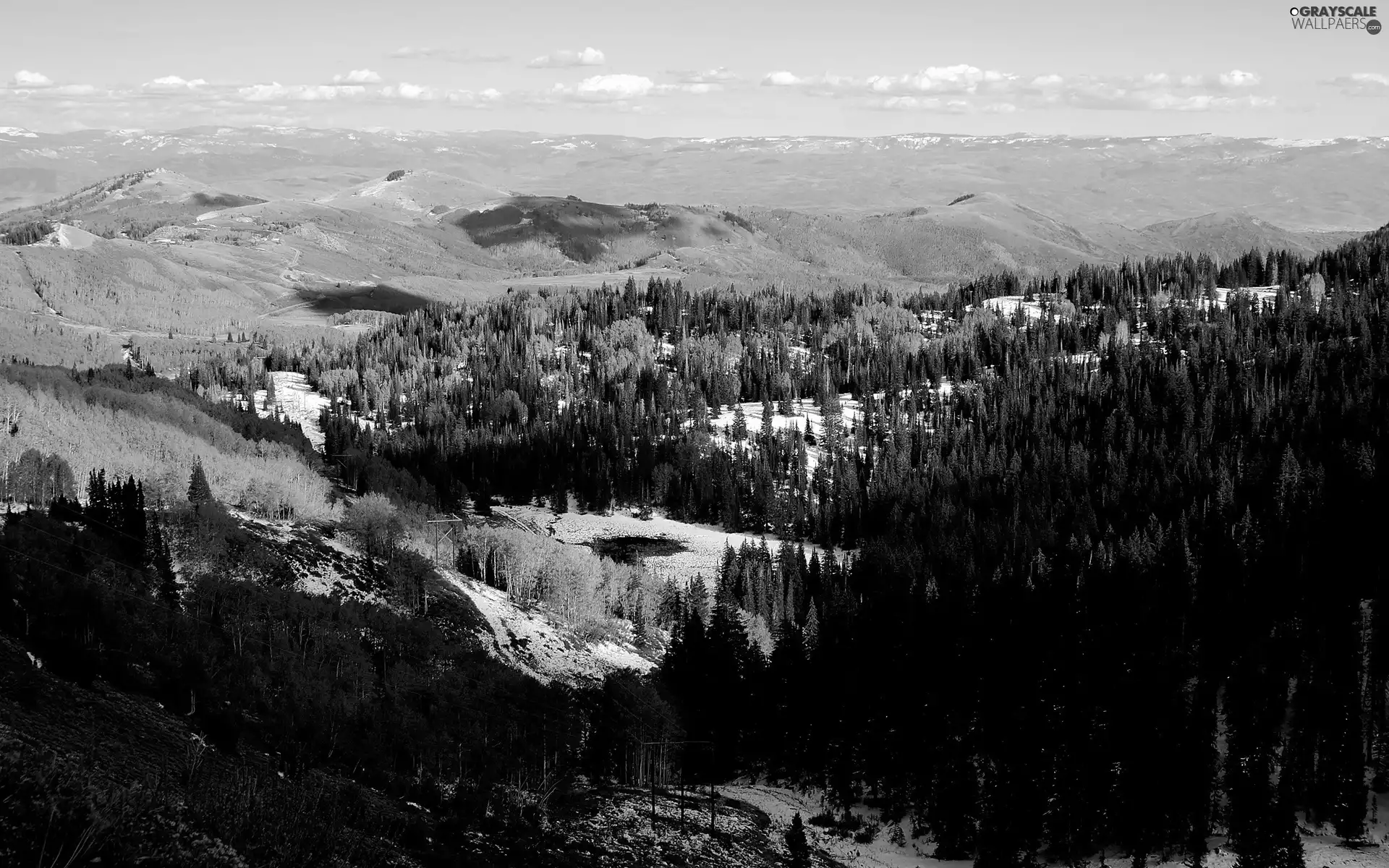 Softwood, Mountains, woods