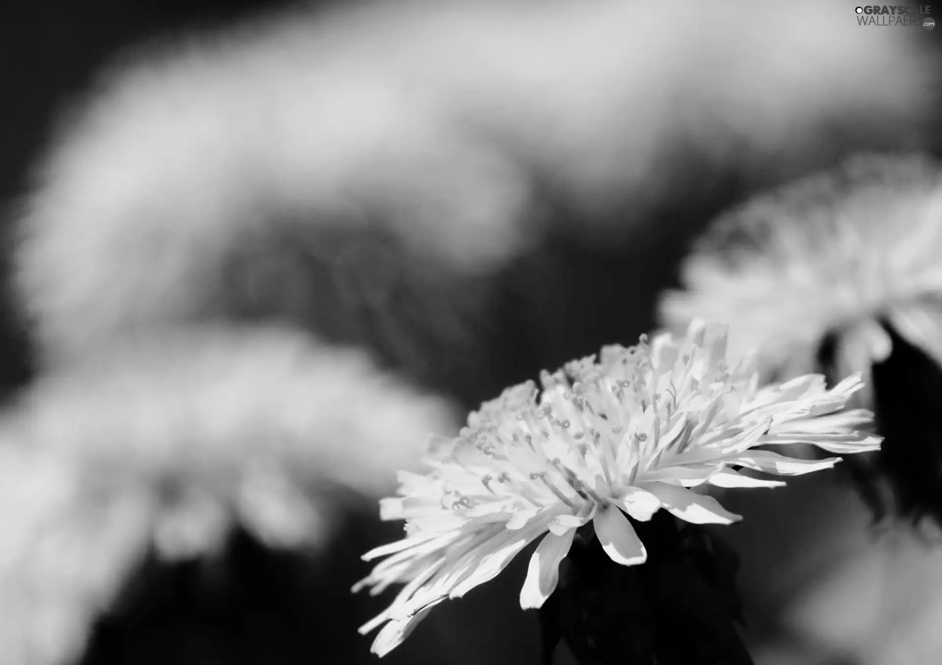 blur, Yellow, sow-thistle