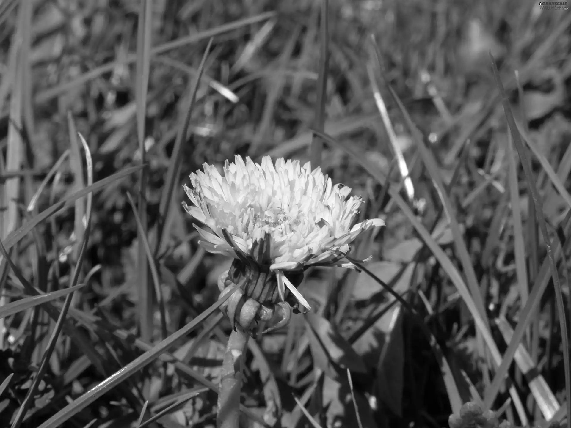 Yellow, Colourfull Flowers, sow-thistle