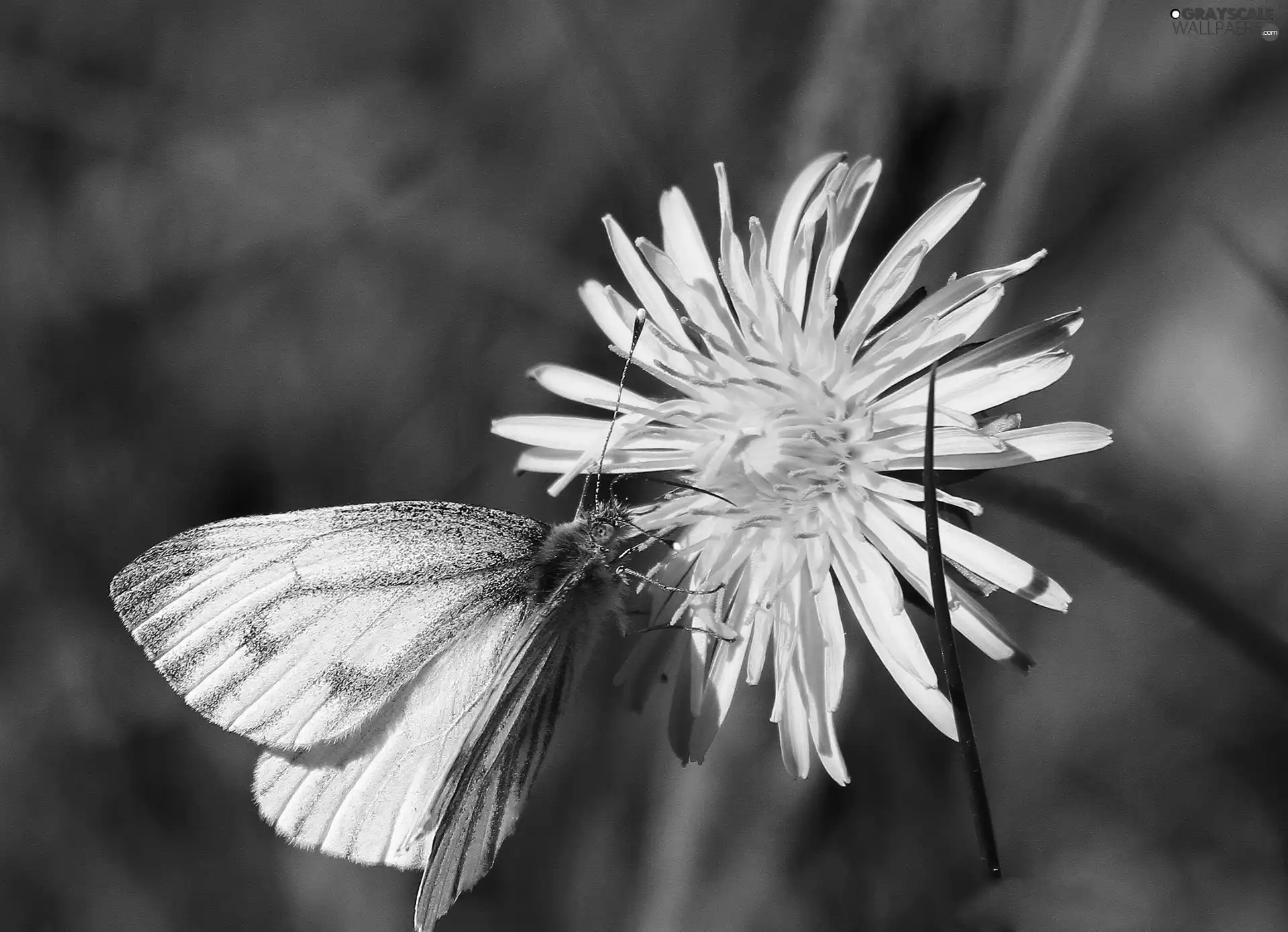White, Yellow, sow-thistle, butterfly