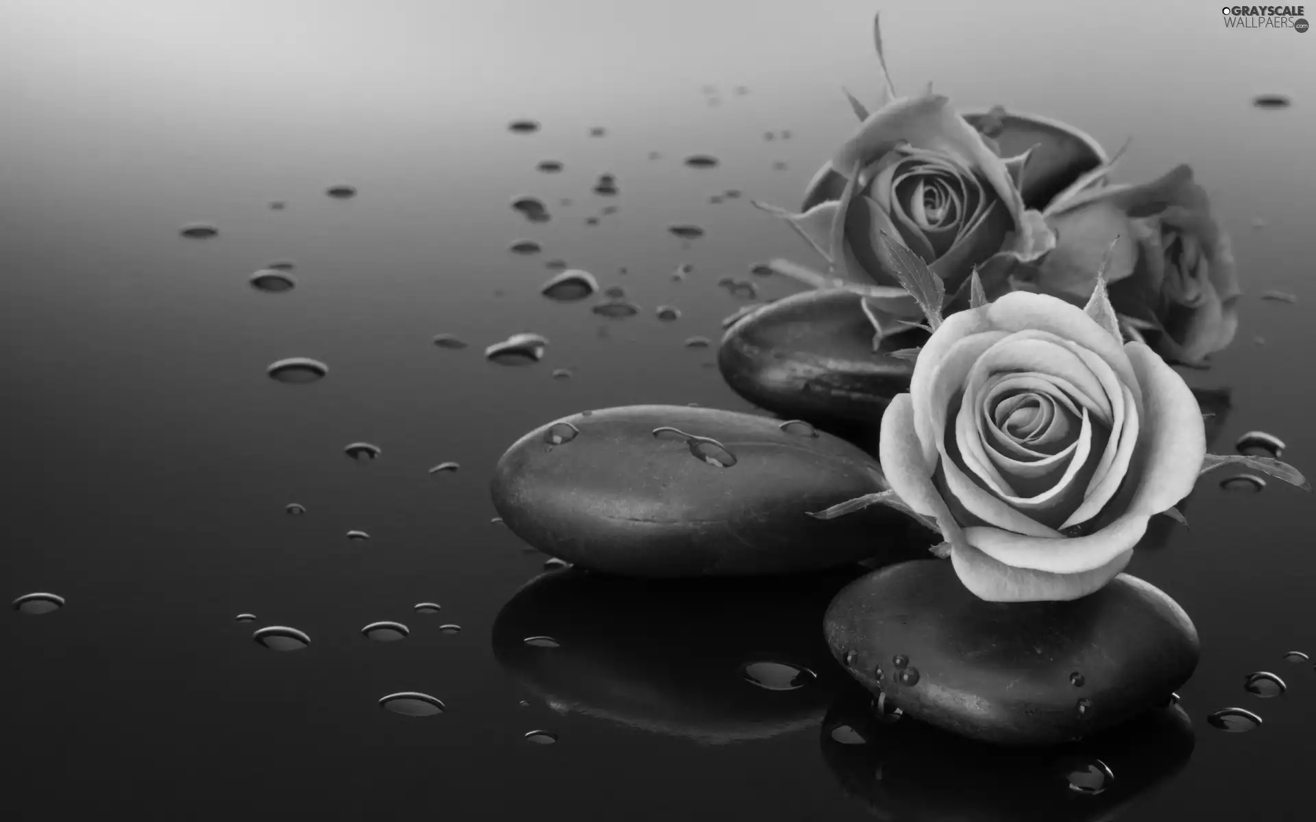 roses, drops, Spa, Stones