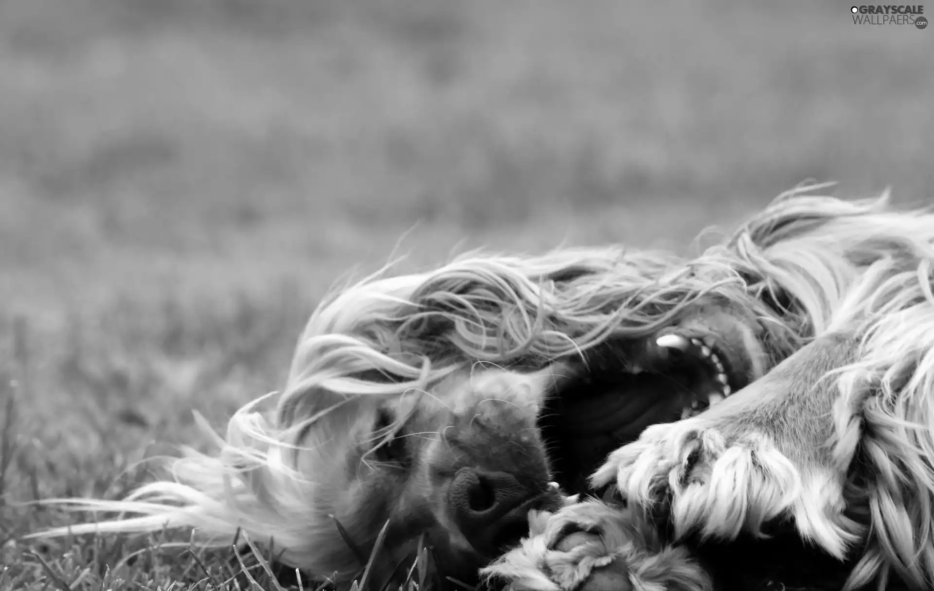 Cocker, Spaniel