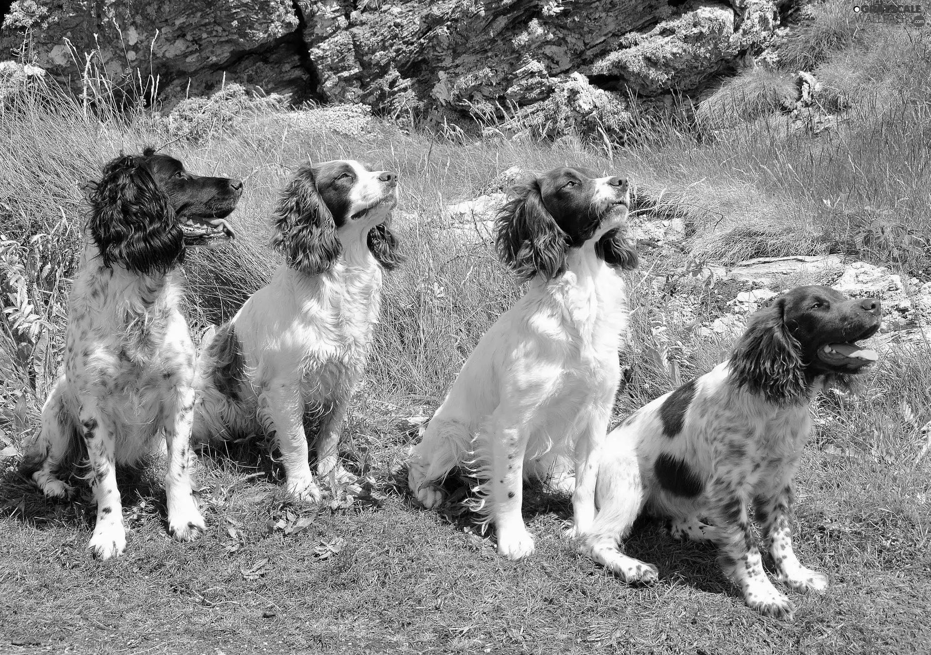 Spaniels, Meadow, four