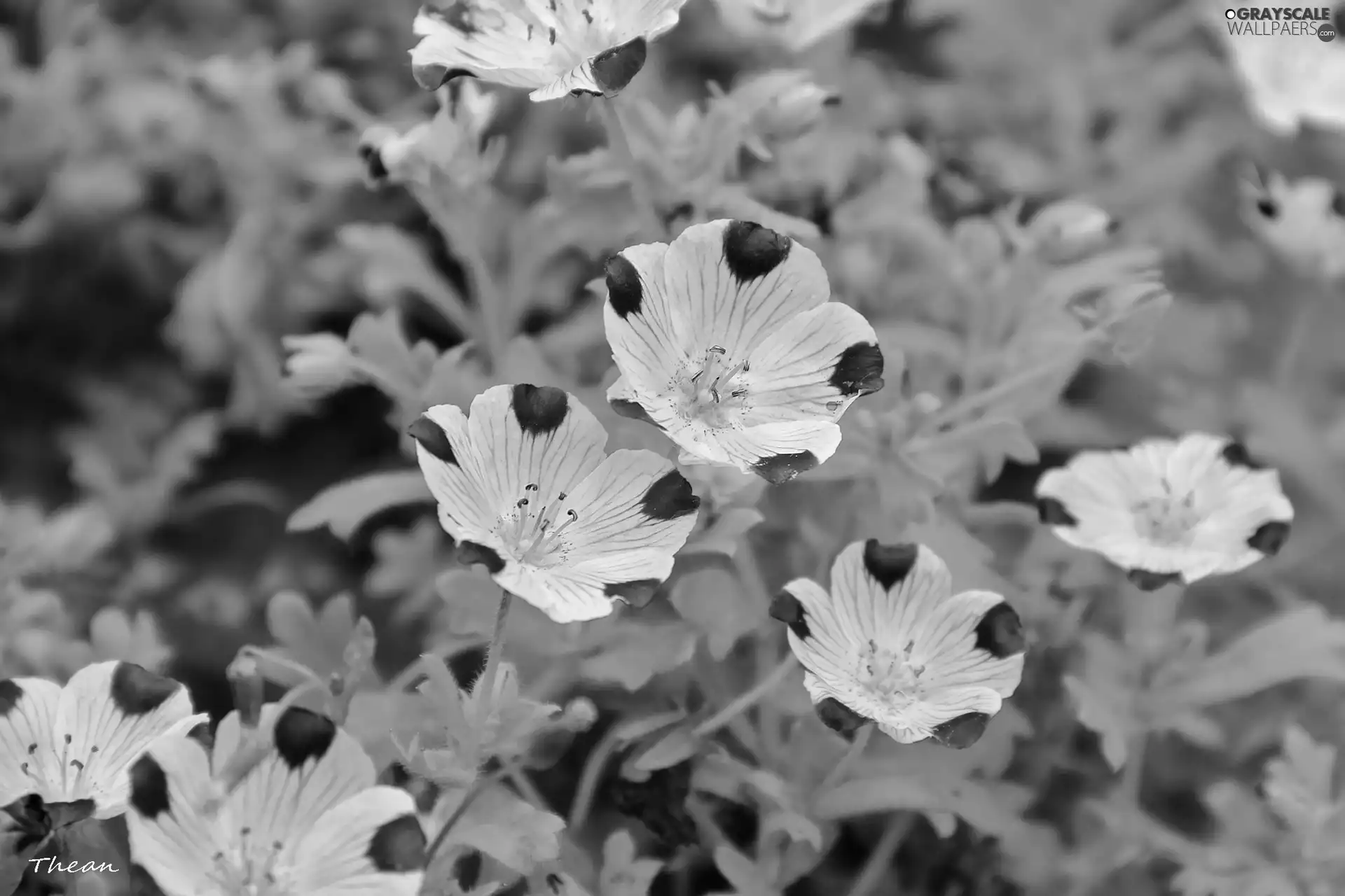 White, purple, specks, Flowers