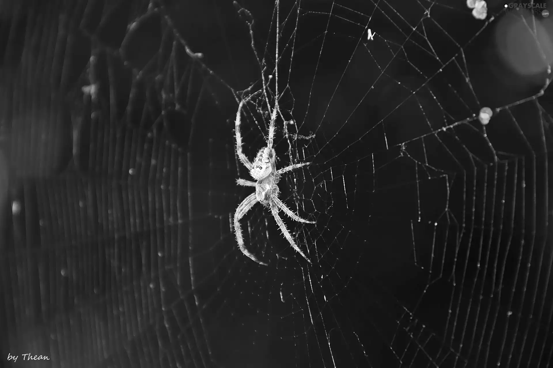 Spider, trestle