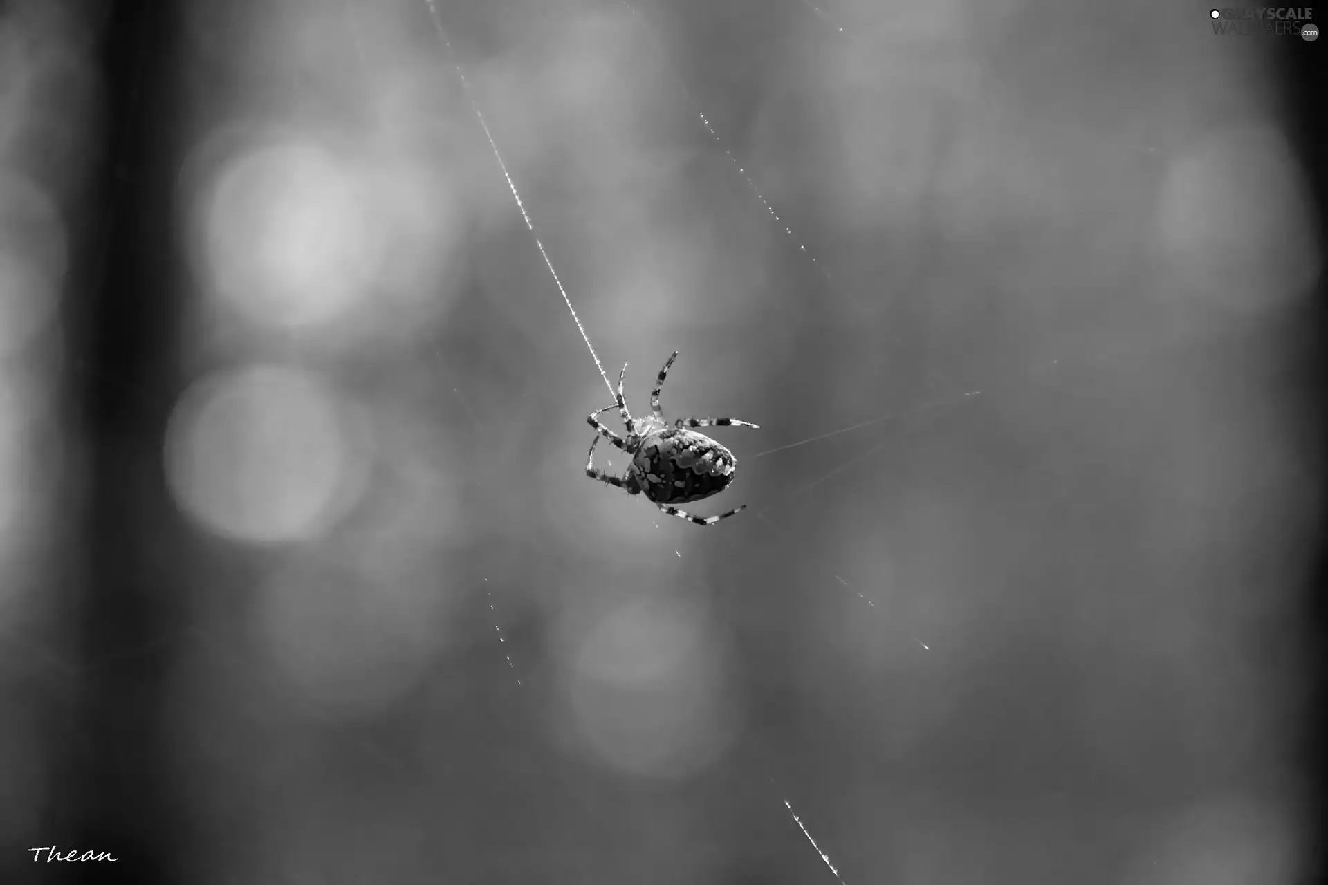 Spider, trestle