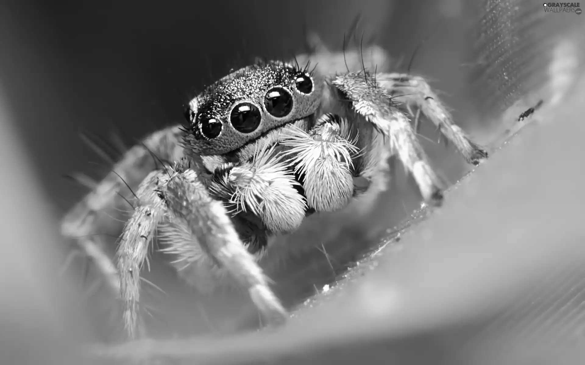 Zebra Jumper, color, Spider