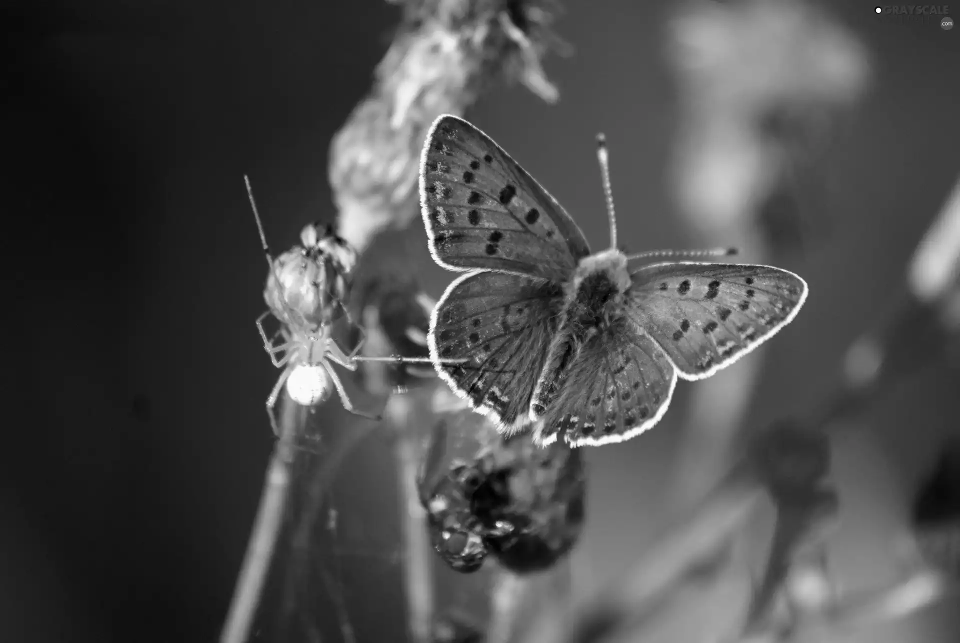 Colourfull Flowers, butterfly, Spider