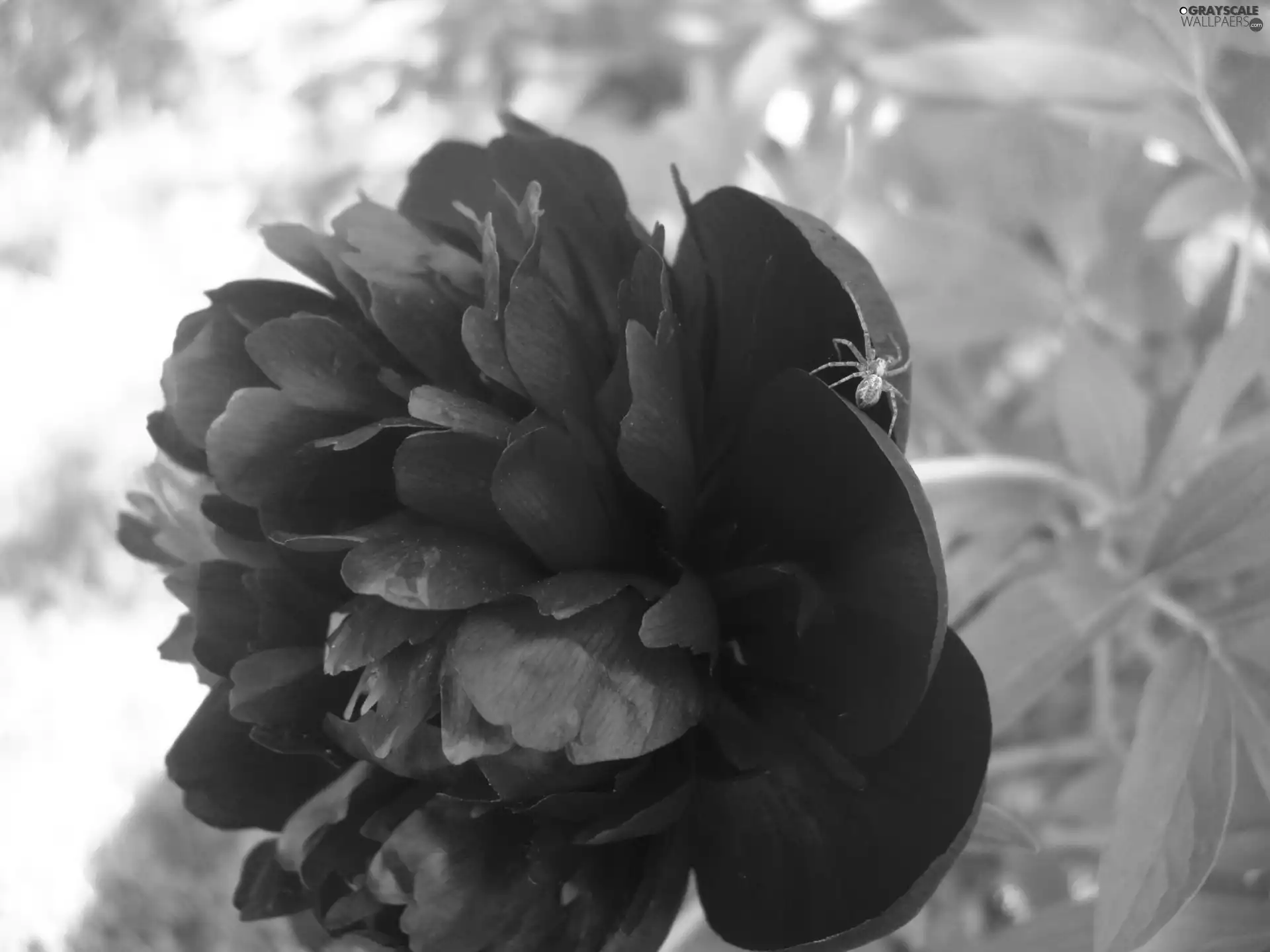 Colourfull Flowers, peony, spider
