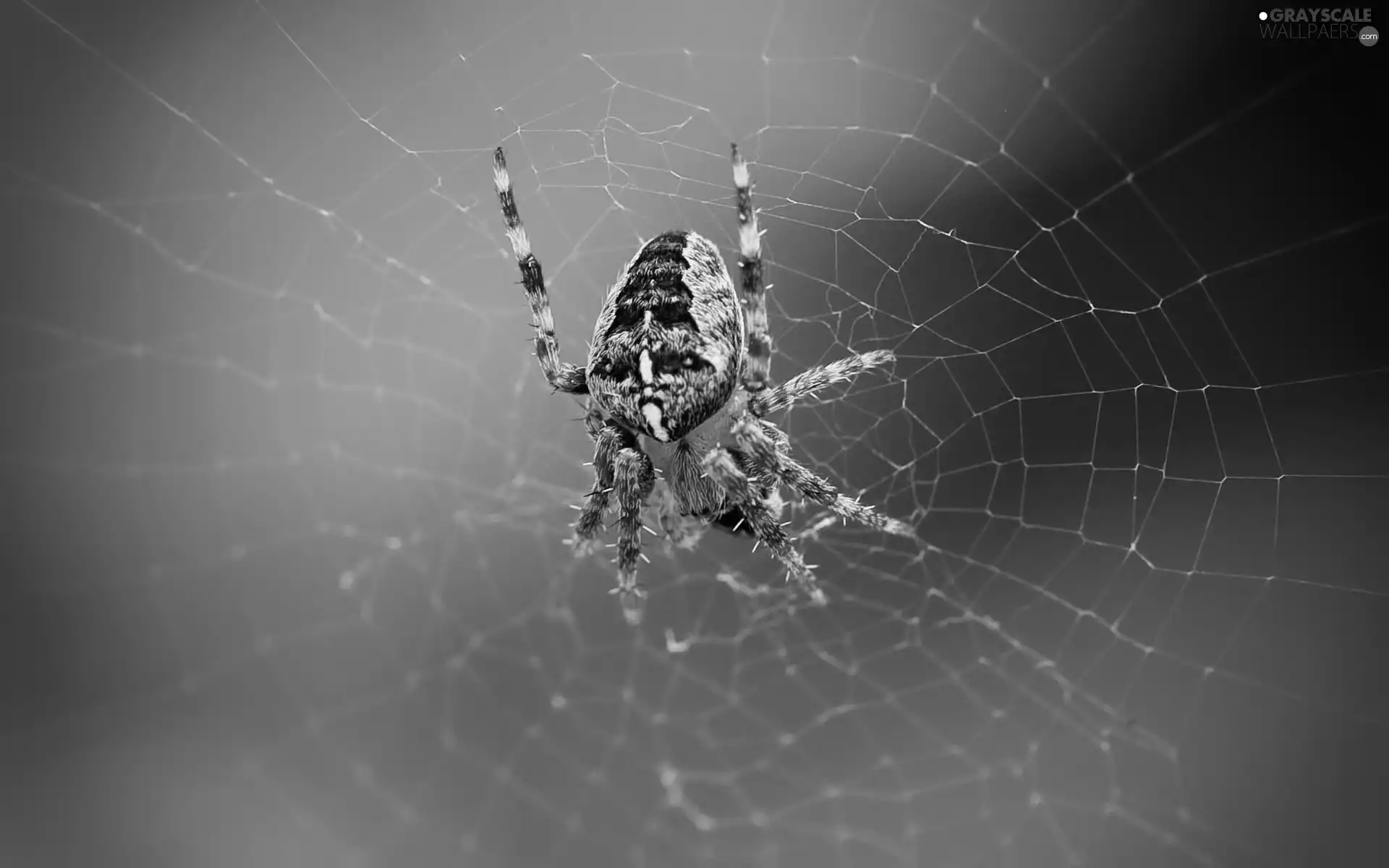 trestle, Web, Spider