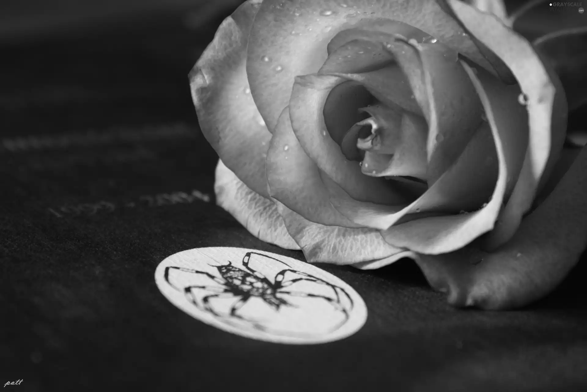 Pink, Book, Spider, rose