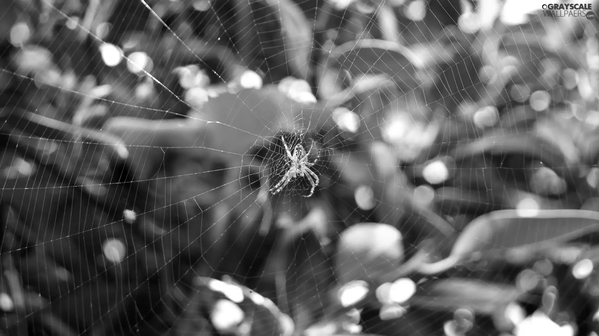 Twigs, Spider, trestle, Web