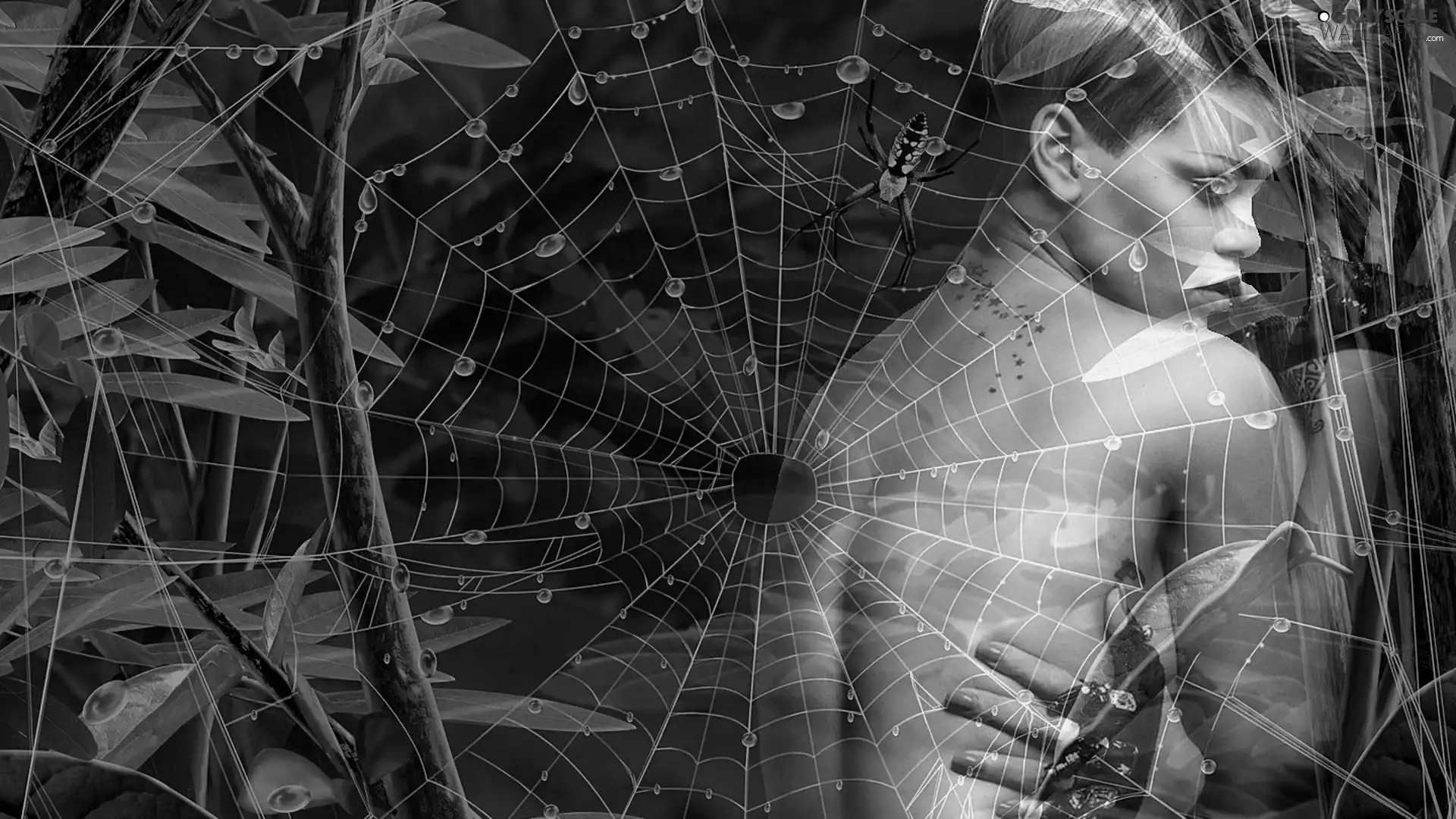 Spider, Women, Web
