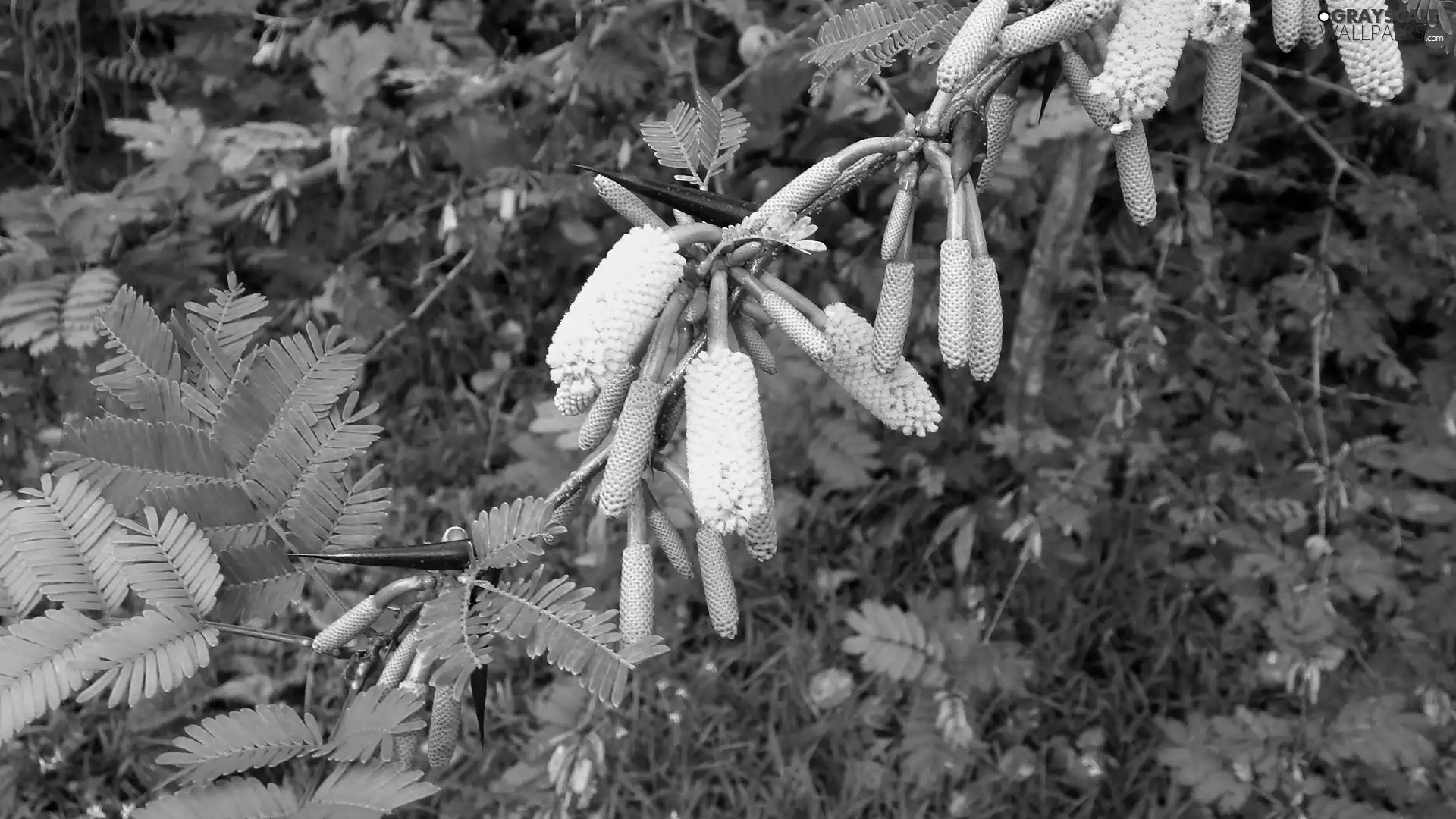 acacia, Flowers, Spikes, Cornigera