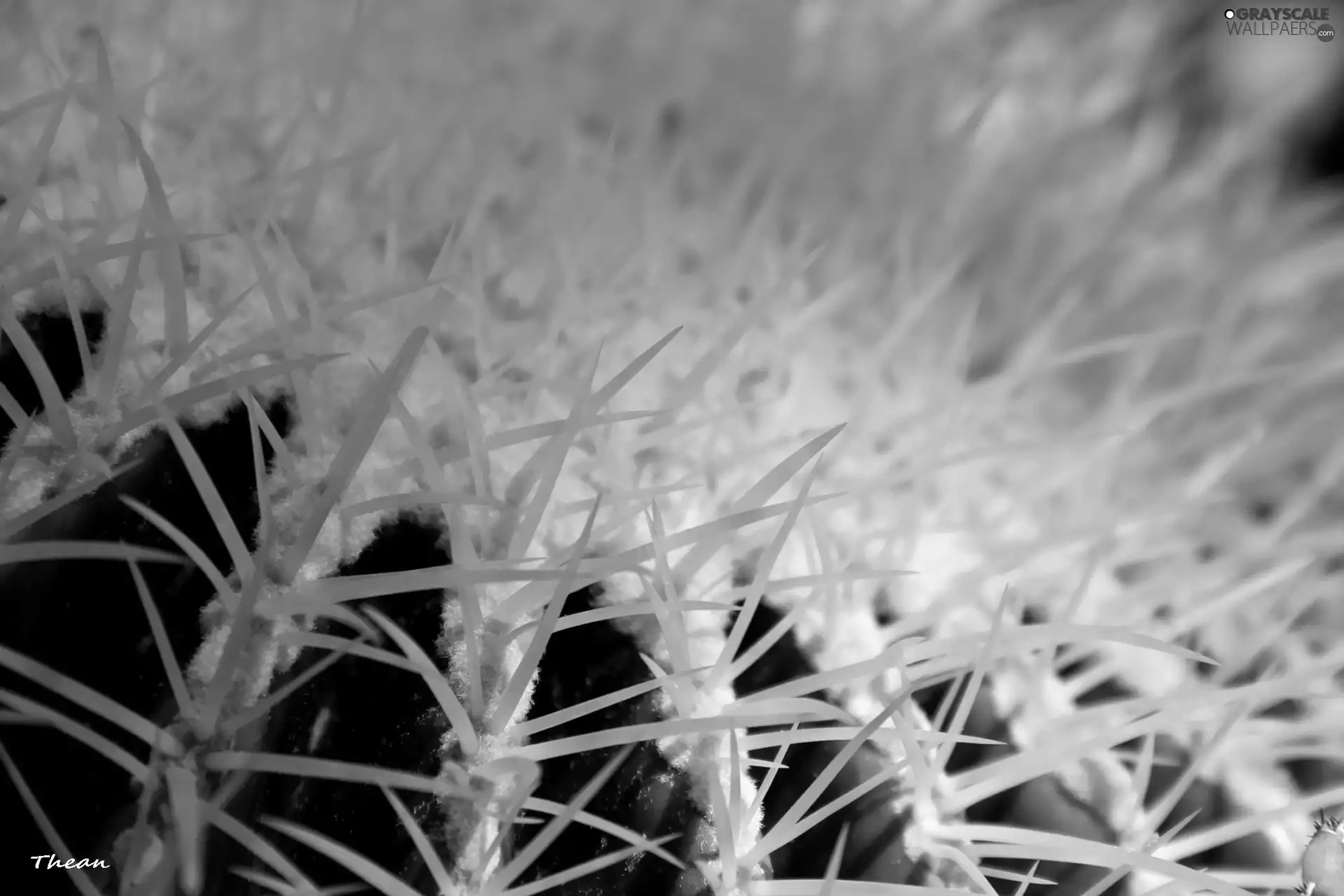 Cactus, Spikes