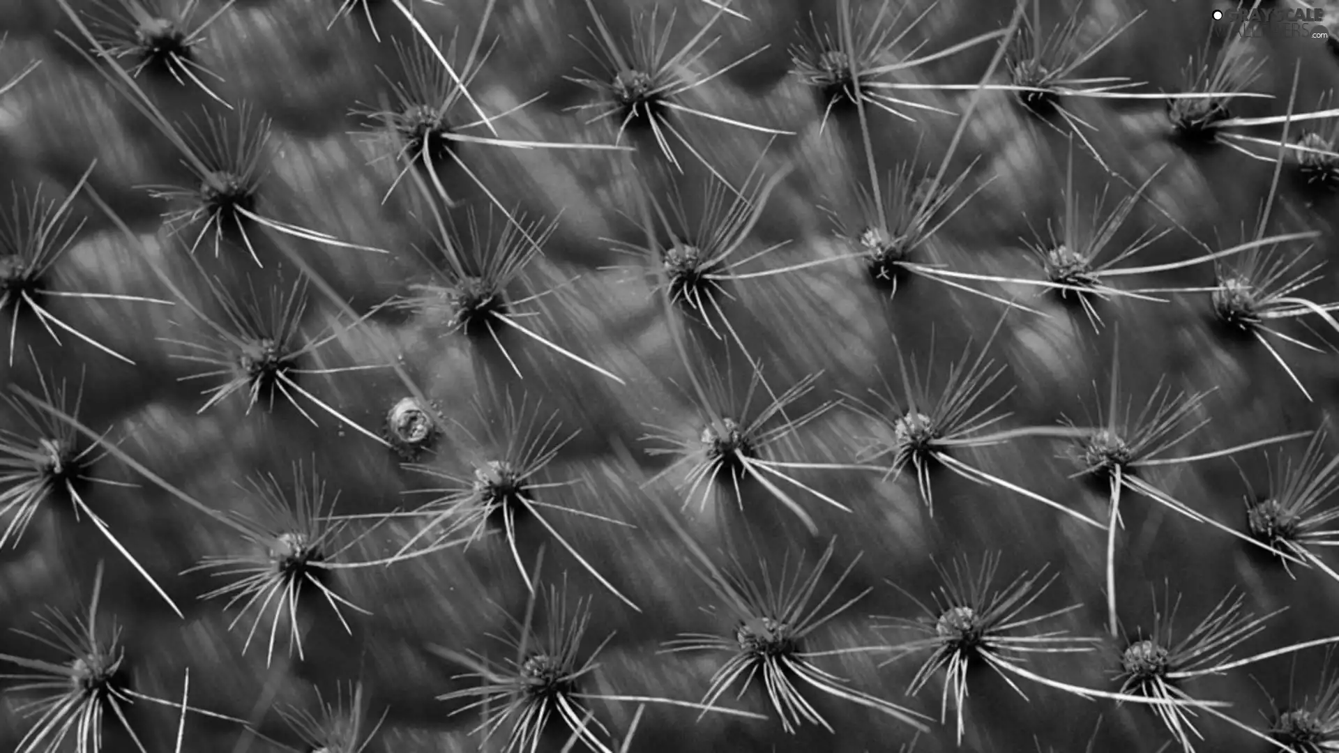 Cactus, Spikes