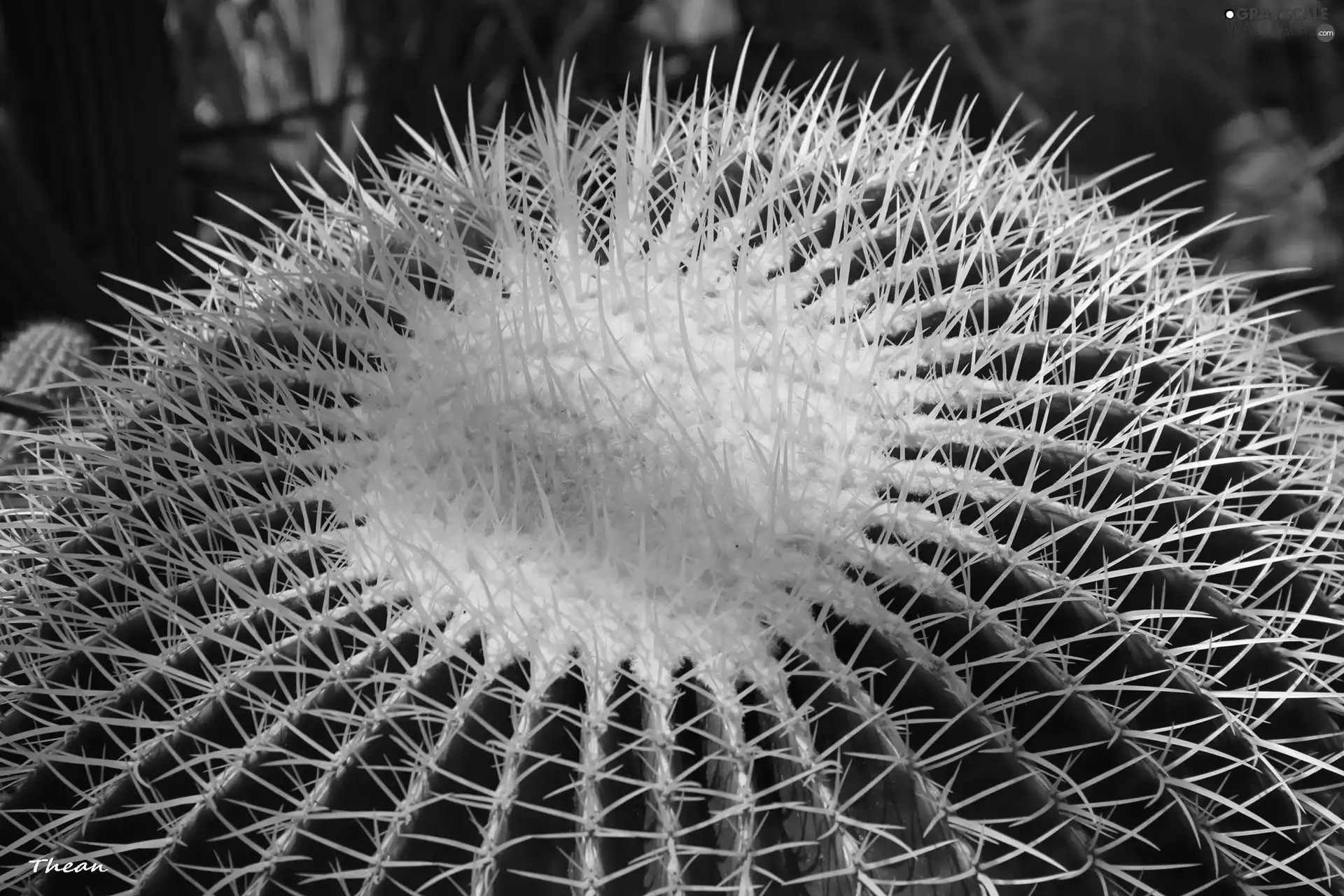 Cactus, Spikes