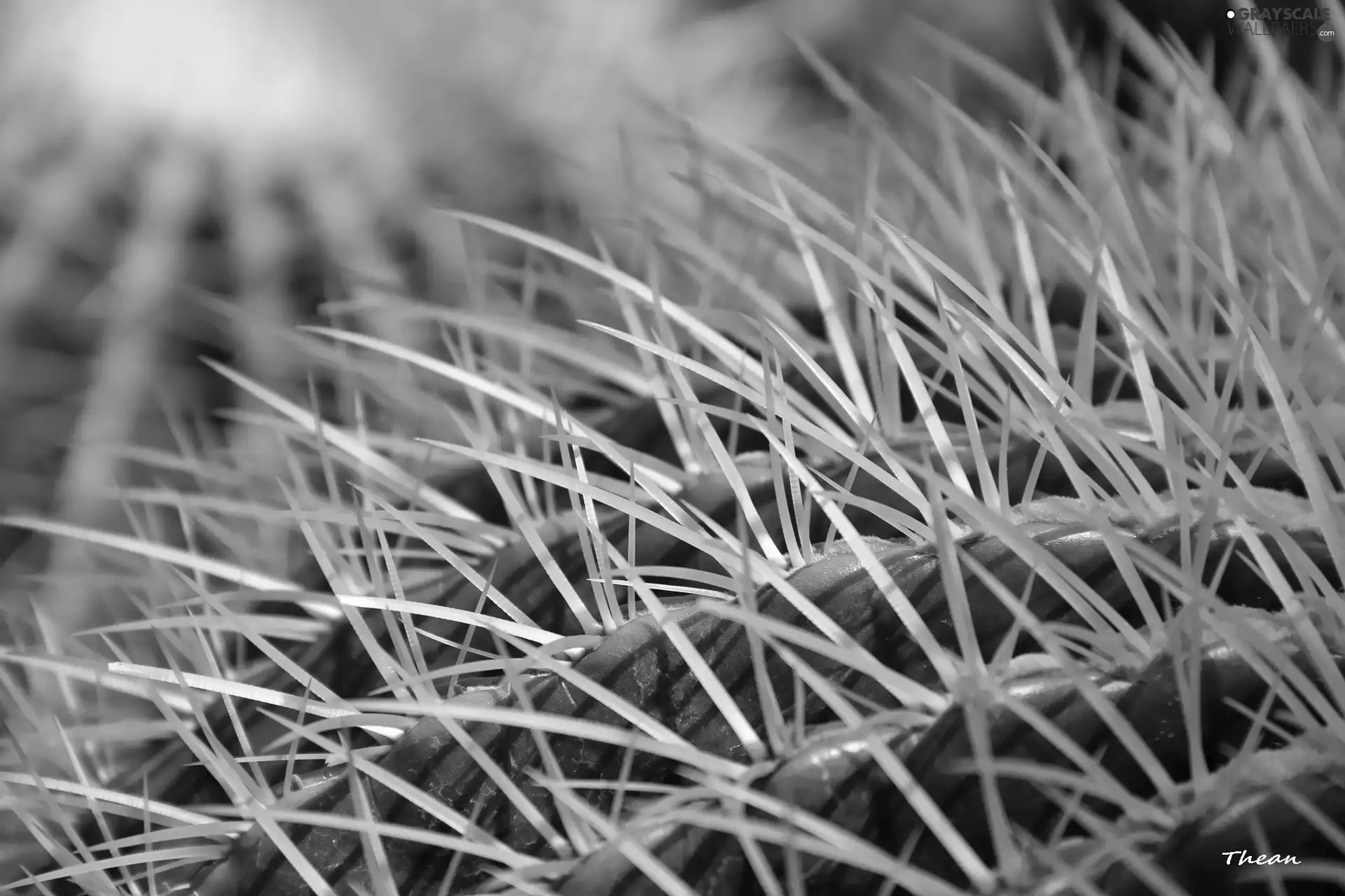 Cactus, Spikes