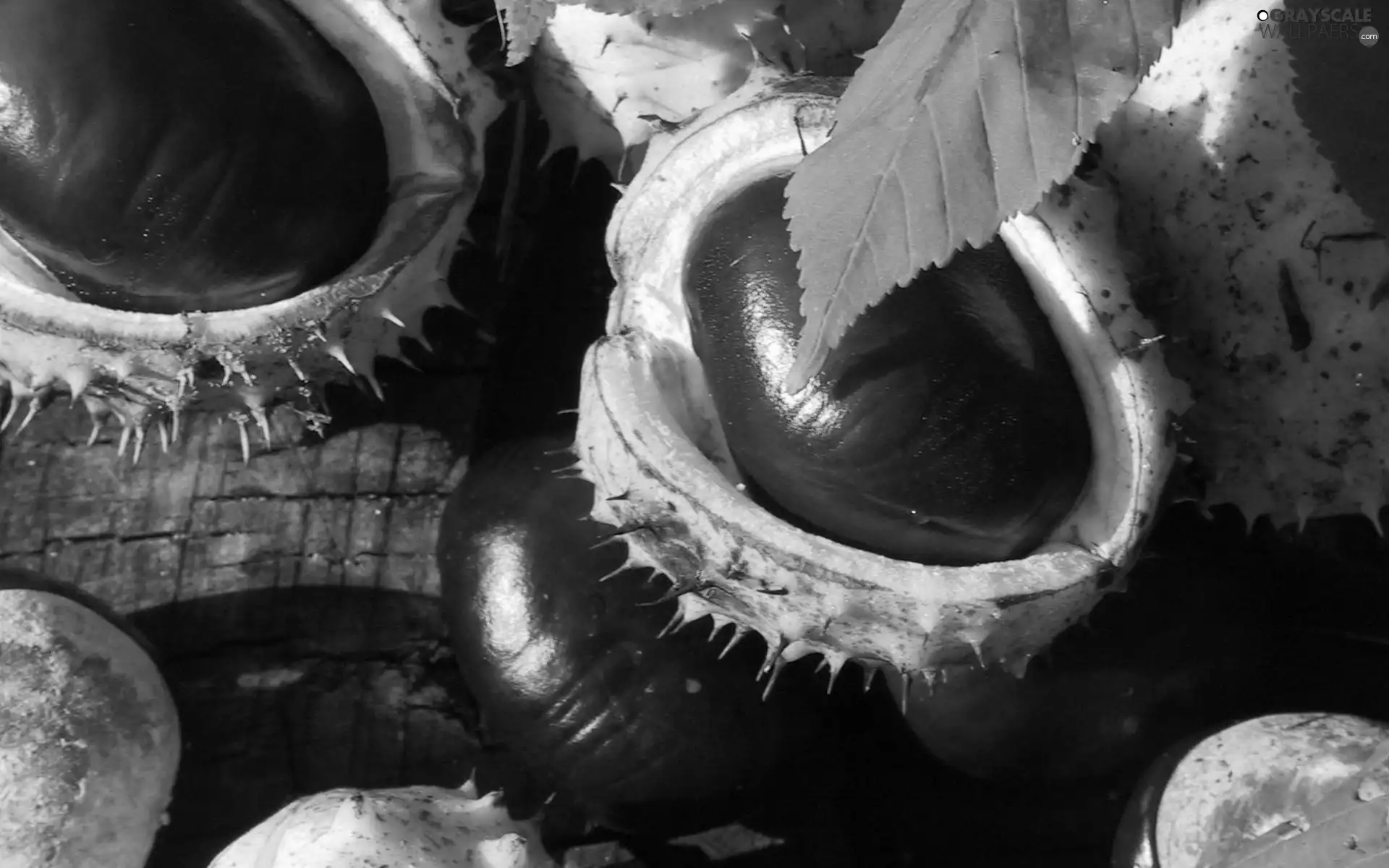 Spikes, Brown, chestnuts